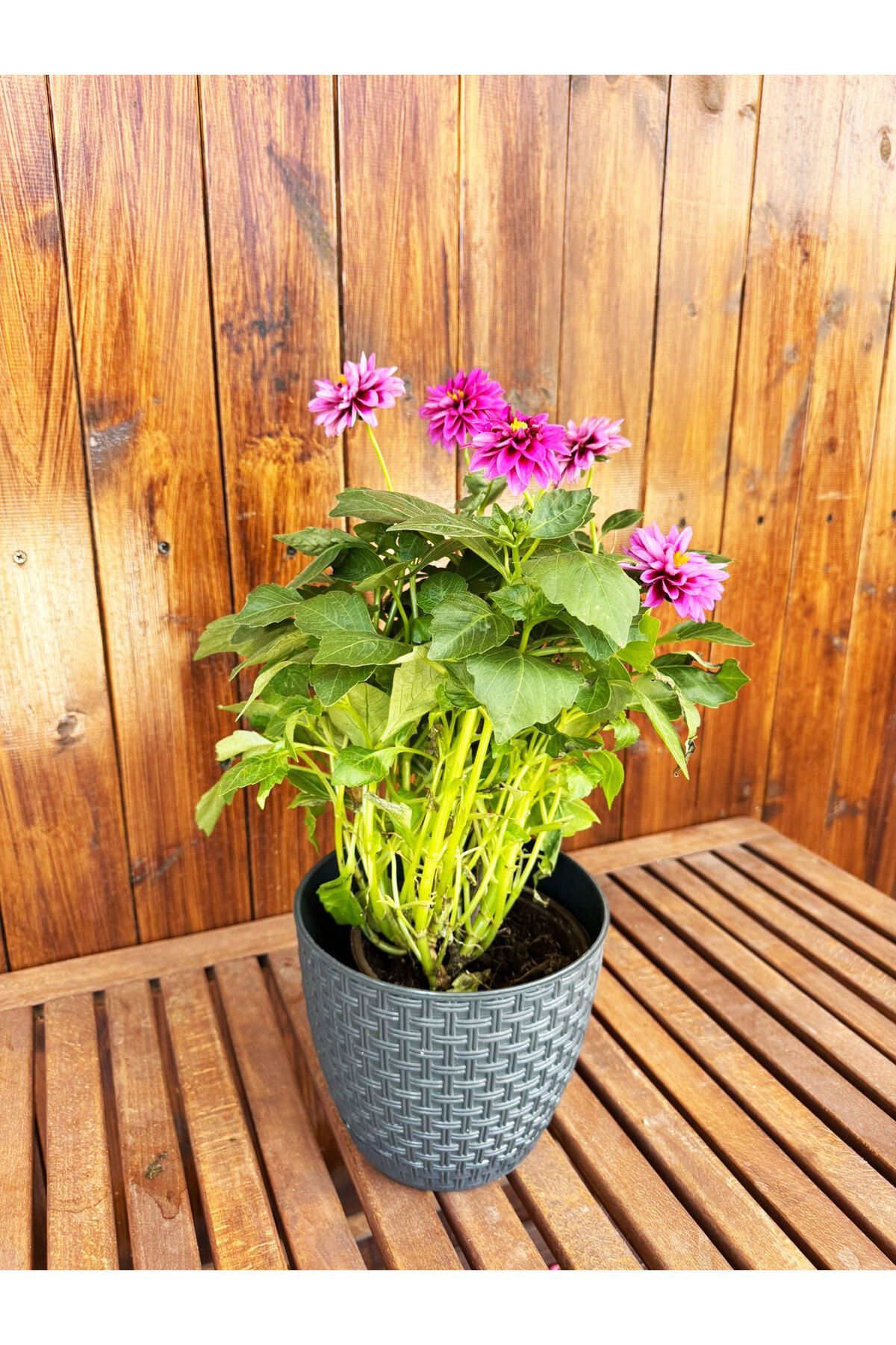SİHİRLİ AYAKLAR Dekoratif Rattan Orta Boy Renkli Çiçek Saksısı Tabaklı Saksı 3LT (182x16mm)