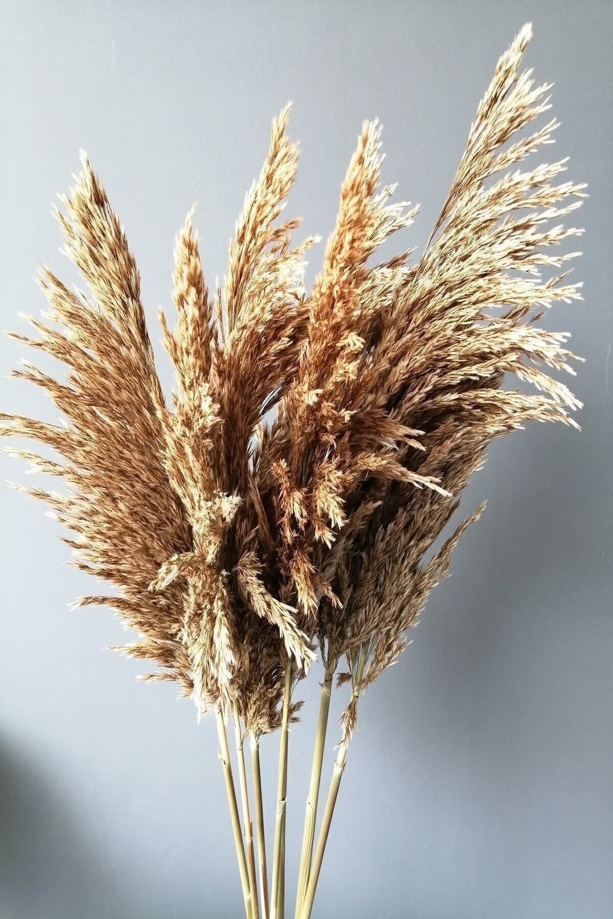 Elioure Doğal Kuru Çiçek Seti, Şoklanmış Pampas, 7 Adet, 100 cm, Dekoratif ve Dökülmeyen