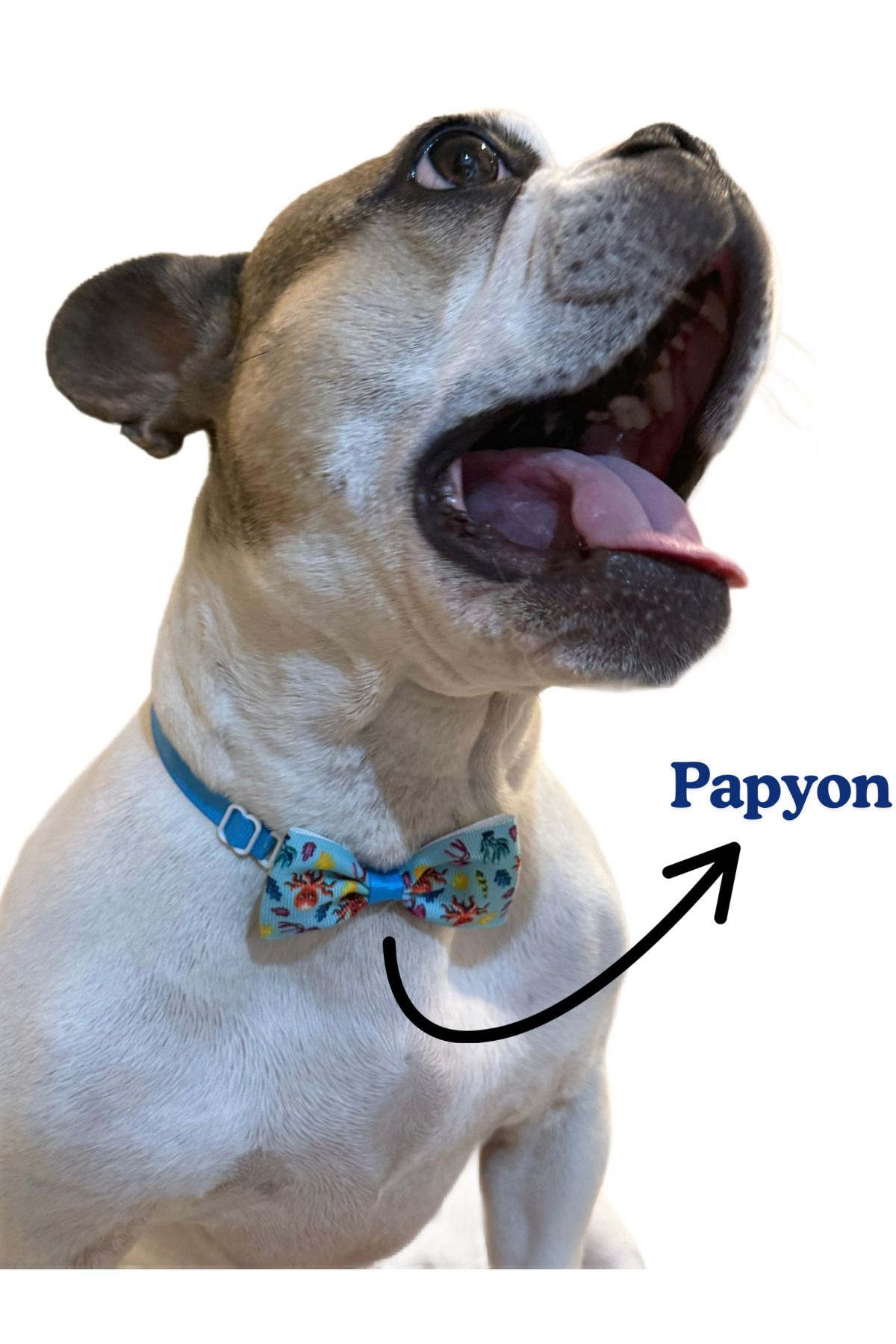 Theayci Köpek papyonu