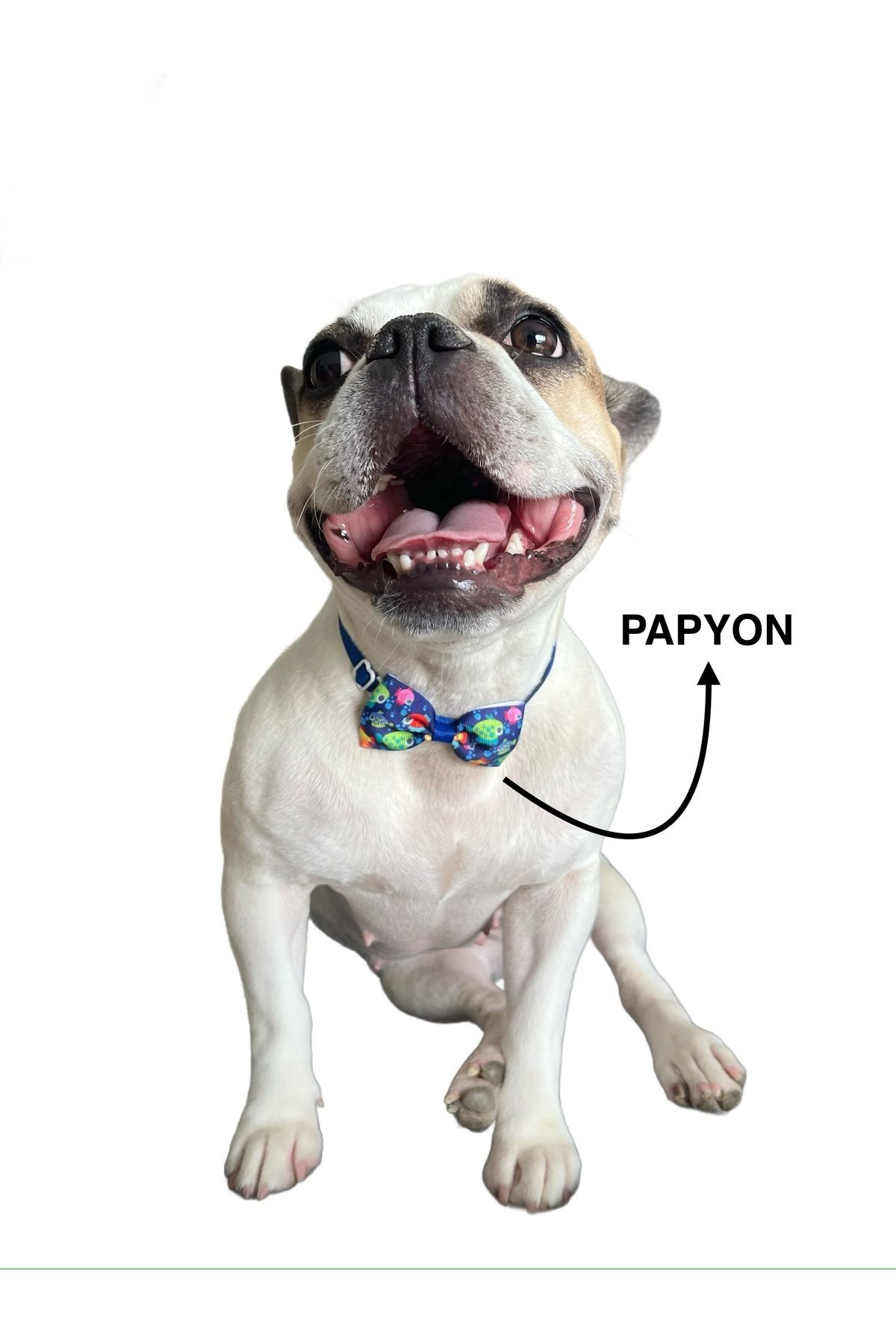 Theayci Köpek papyonu