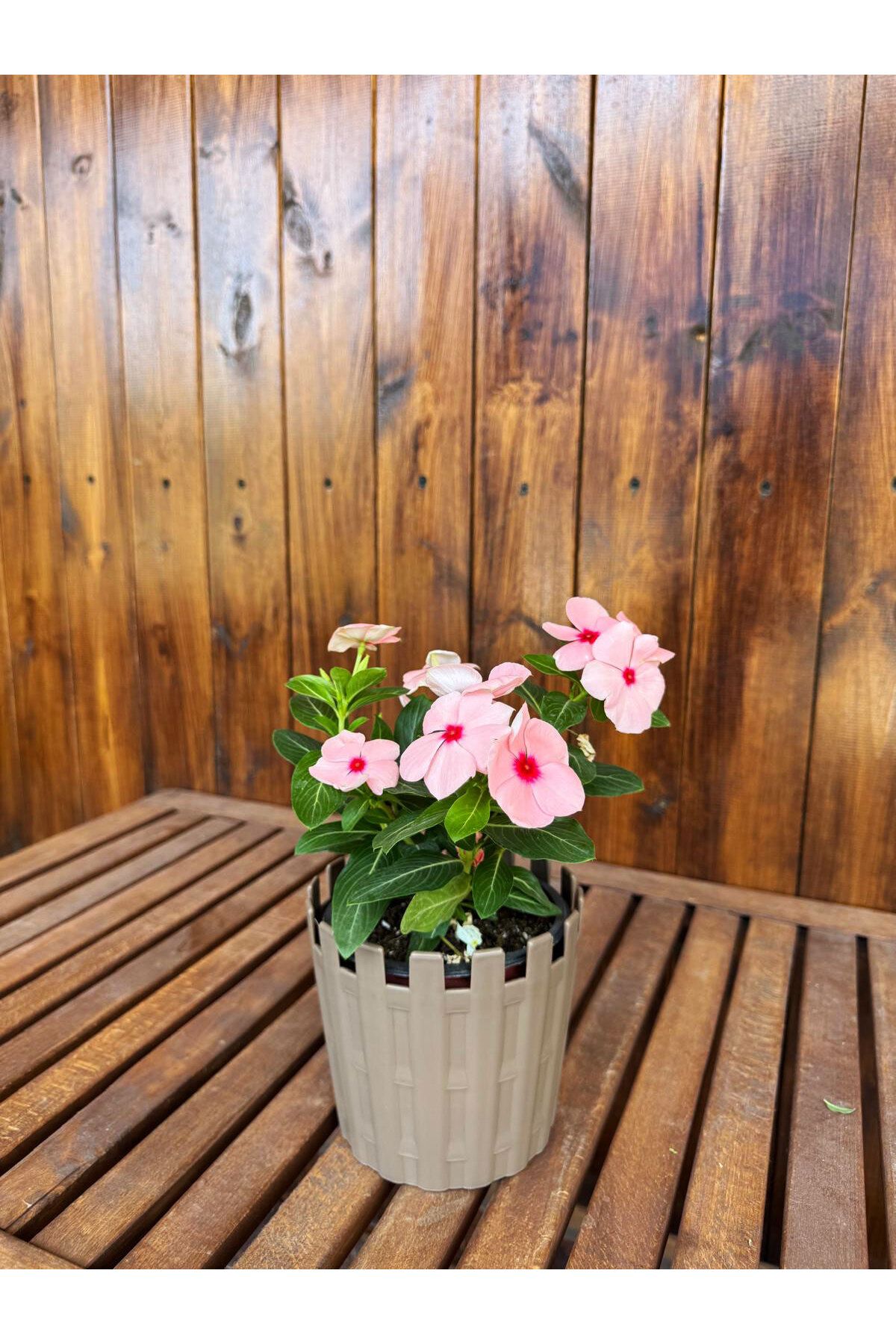 SİHİRLİ AYAKLAR Dekoratif Rattan Orta Boy Renkli Çiçek Saksısı Tabaklı Saksı 3LT (182x16mm)