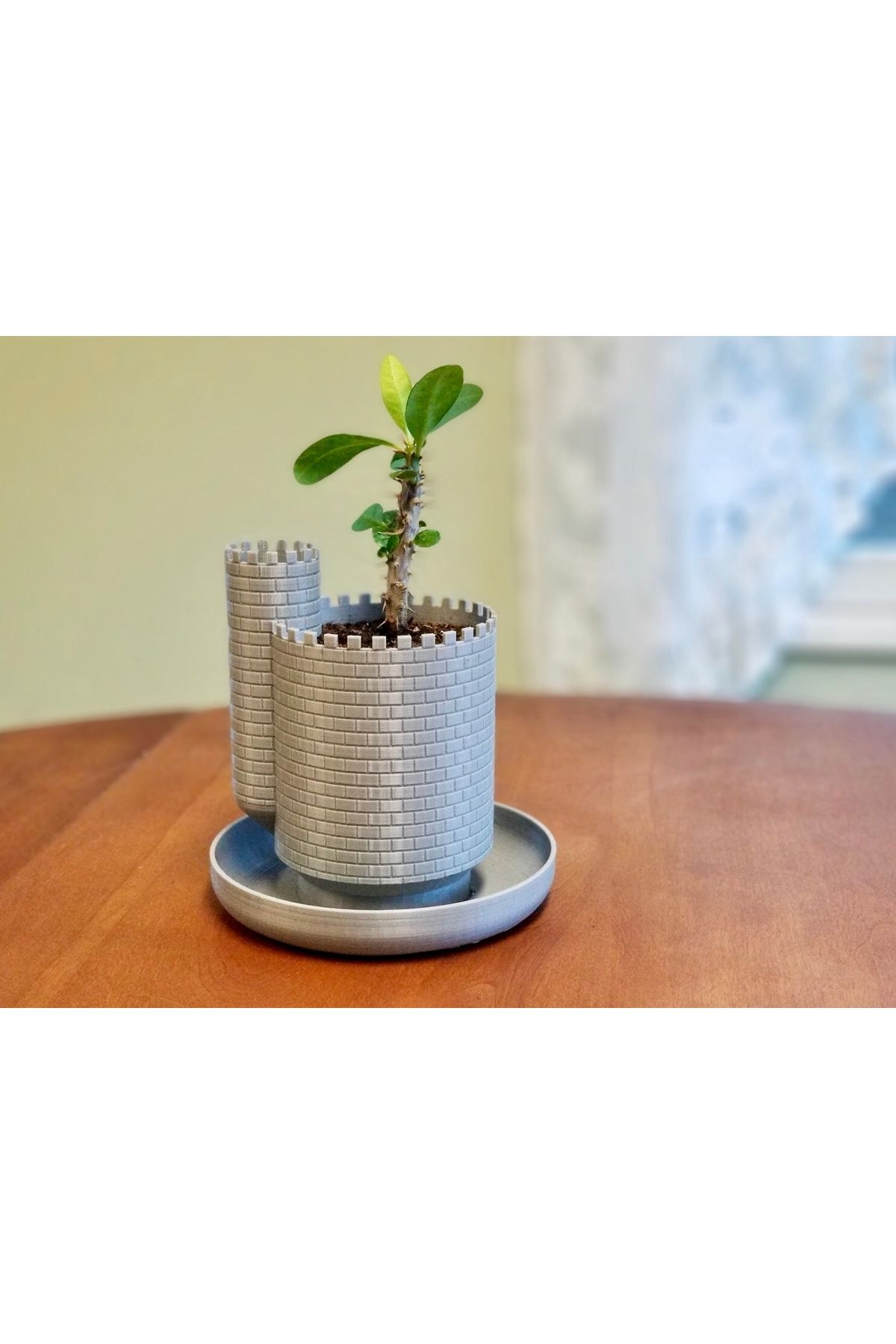 talaşoğlu PlantTlement - Succulents için hendek ile kale ekici