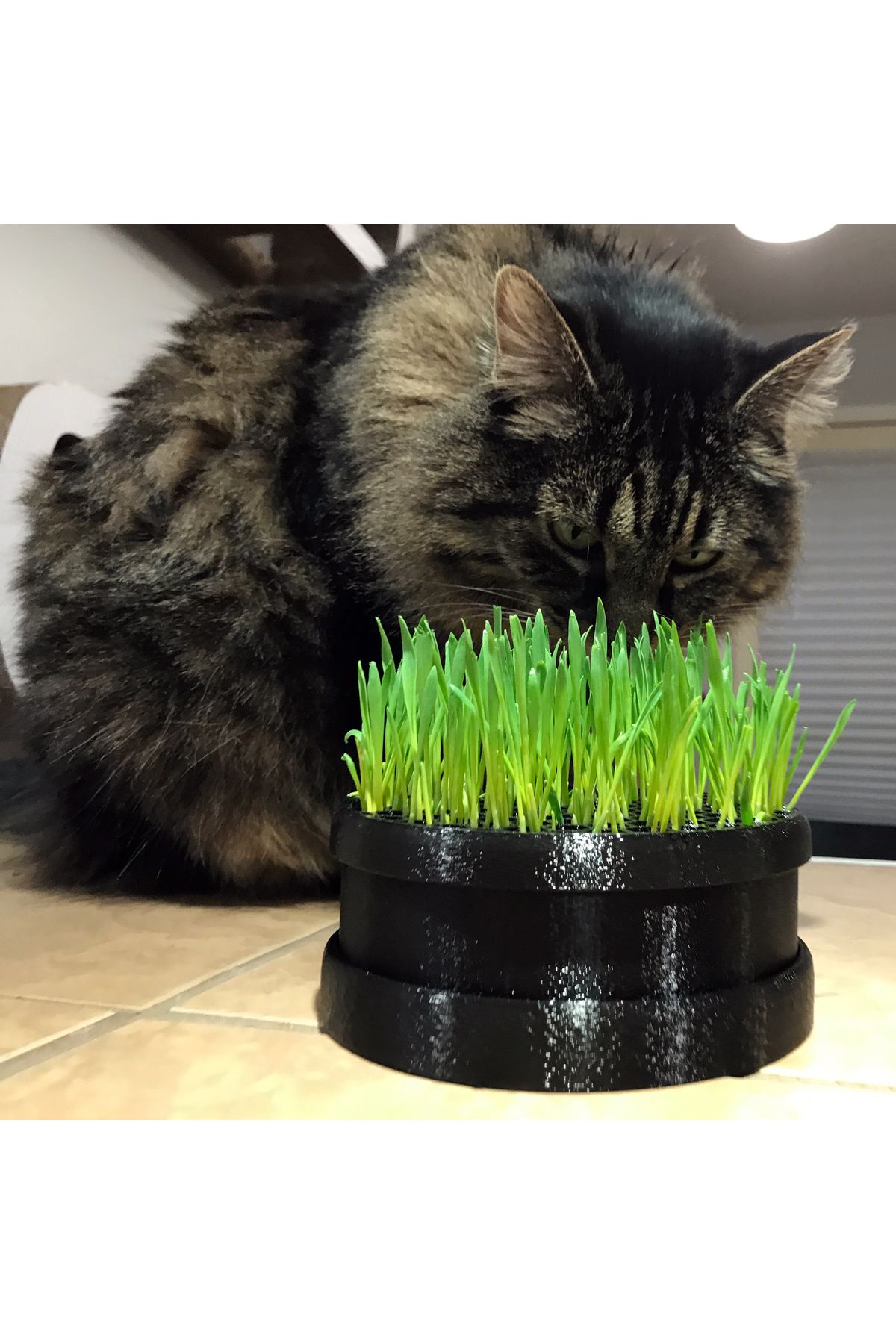 talaşoğlu Kedi çim ekici