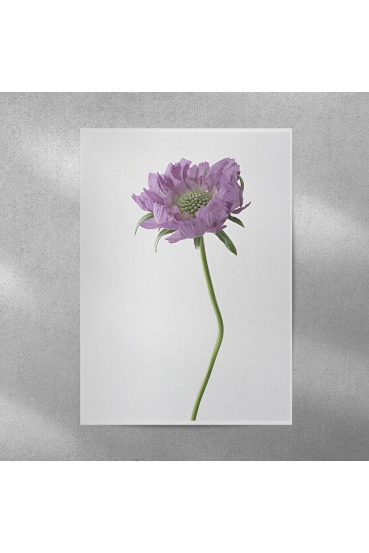 Elioure Otu Görseli 35x50 cm, Doğal Bitki Poster, Dekoratif Çalışma