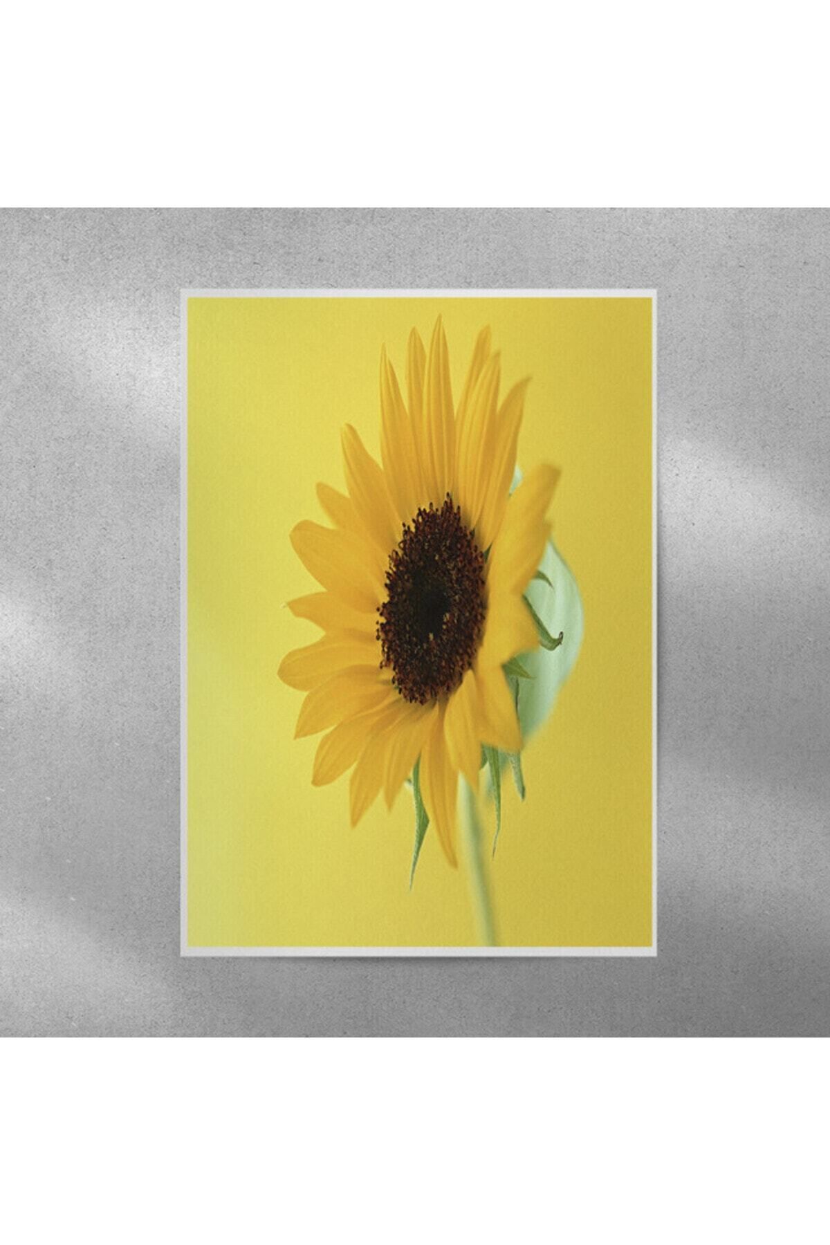Elioure Ay Çiçeği Duvar Posteri 35x50 cm, doğal ve şık dekorasyon için mükemmel seçim