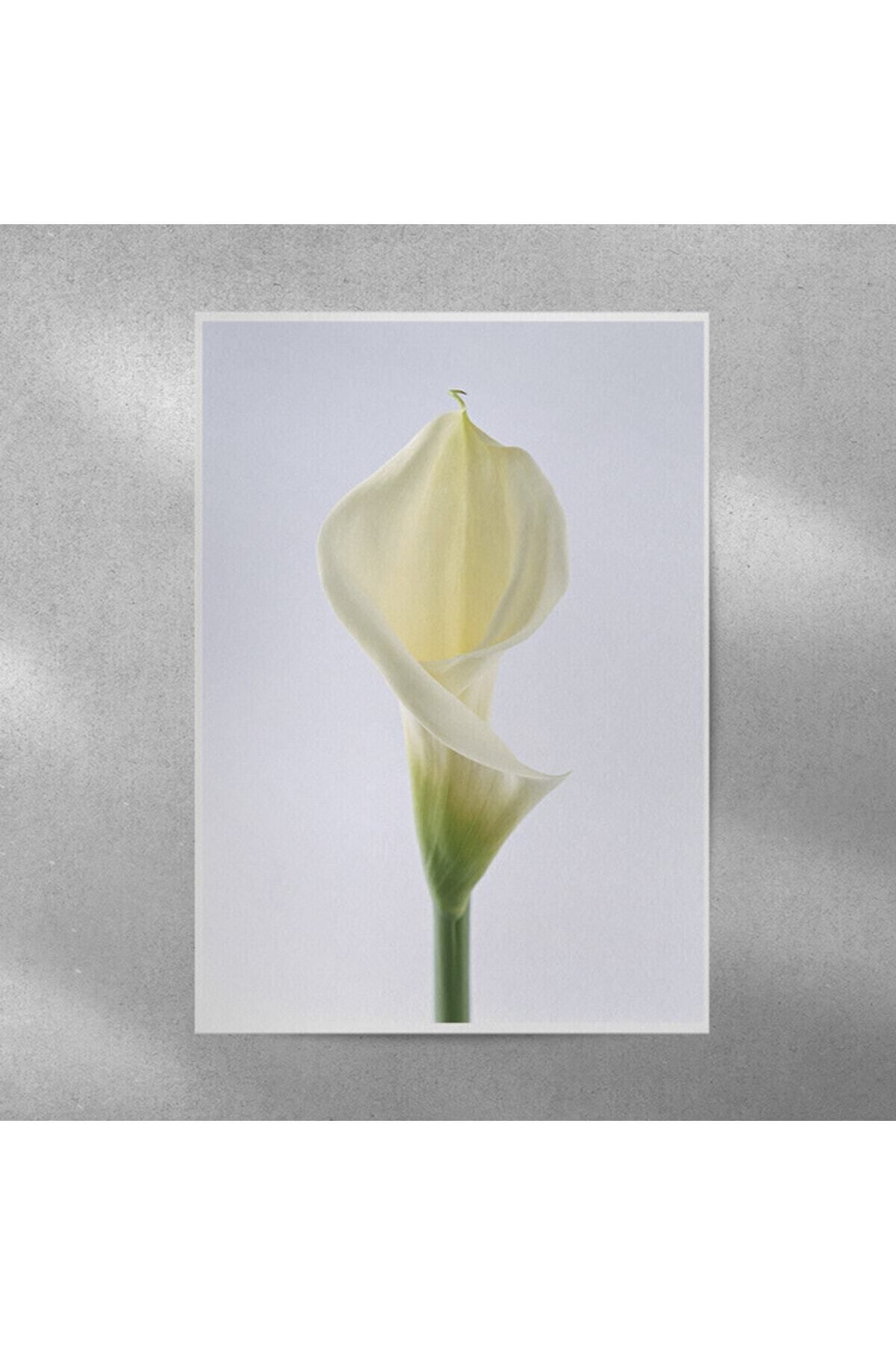 Elioure 35x50 cm zambak temalı dekoratif poster, şık ve doğal görünümlü duvar süsü