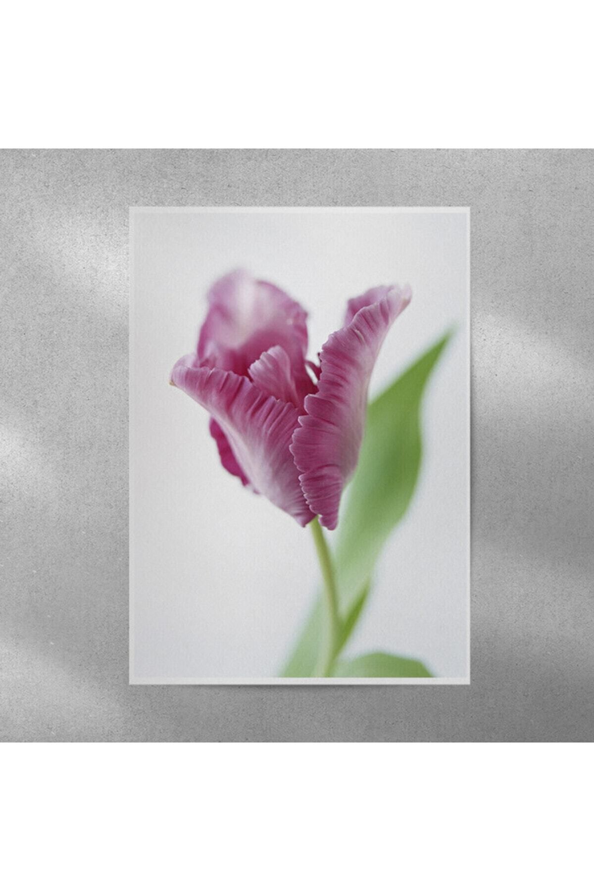 Elioure 35x50 cm Lale Çiçekli Dekoratif Poster