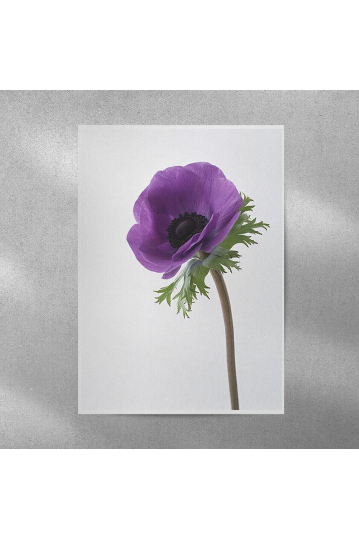 Elioure Renkli Anemon Çiçek Yüksek Çözünürlükli Poster 35x50 cm