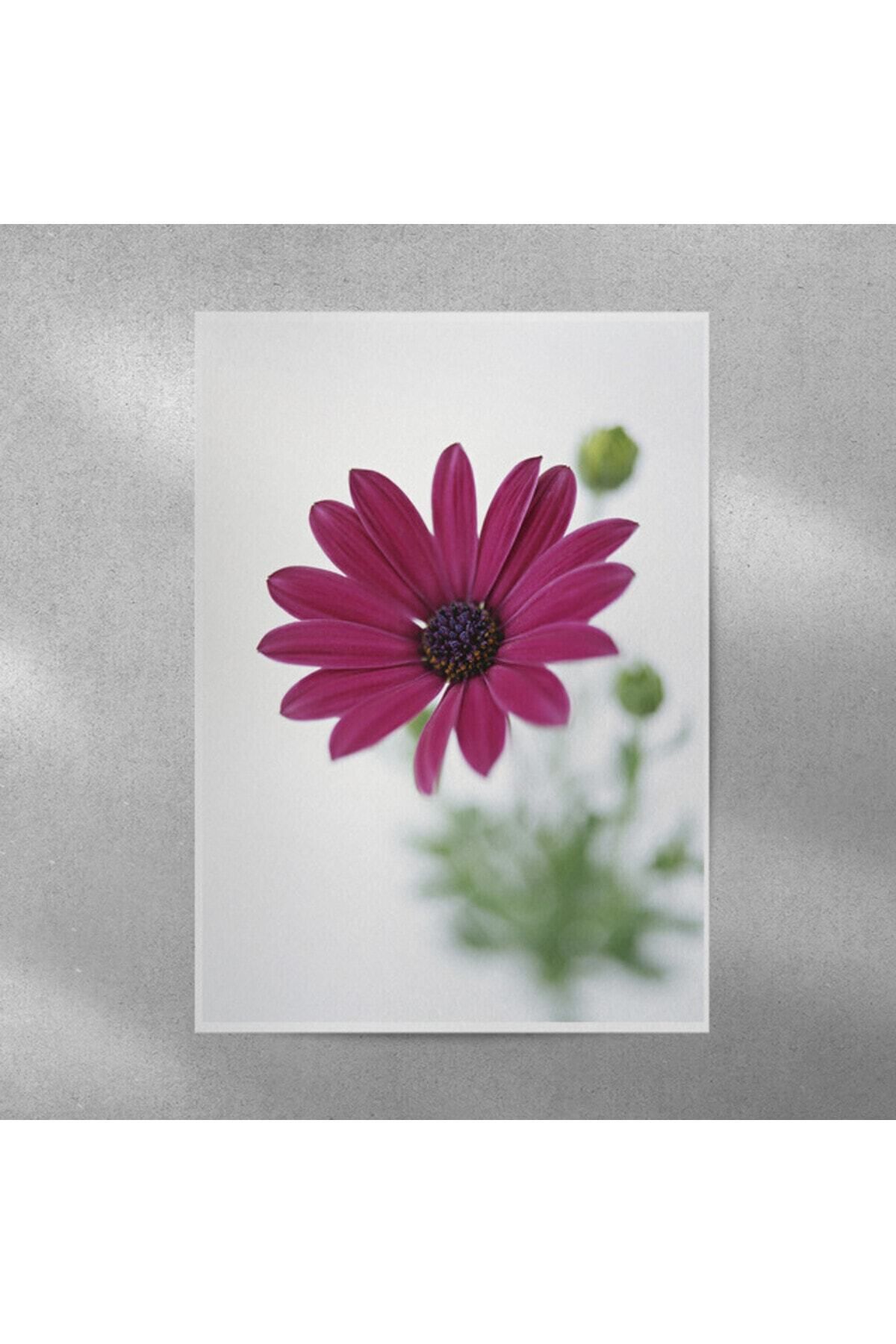 Elioure Mor Alman Papatyası Temalı 35x50 cm Duvar Posteri