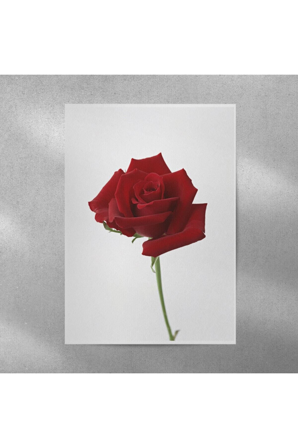 Elioure 35x50 cm Gül Temalı Dekoratif Poster, Şık ve Renkli Ev Süsleme Parçası