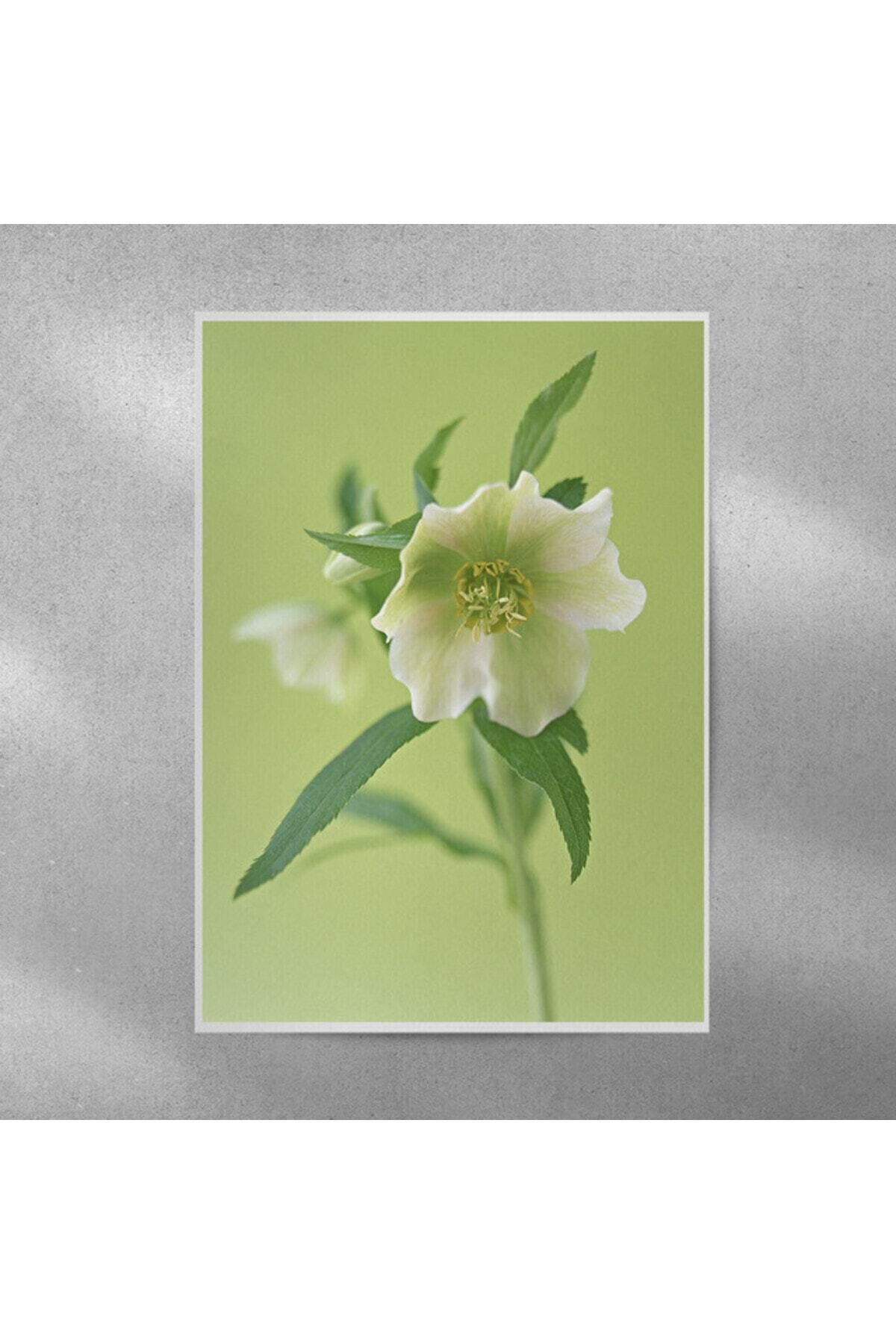 Elioure Noel Gülü Temalı 35x50 cm Duvar Posteri, Şık ve Renkli Dekorasyon Parçası