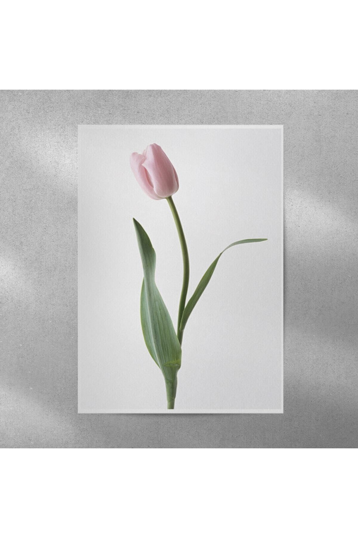Elioure Pembe Lale Duvar Posteri 35x50 cm, güzel dekoratif duvar süsü