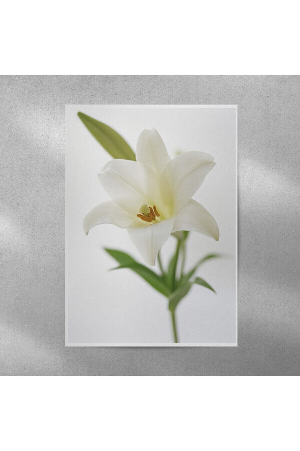 Elioure Şık Zambak Temalı 35x50 cm Duvar Posteri