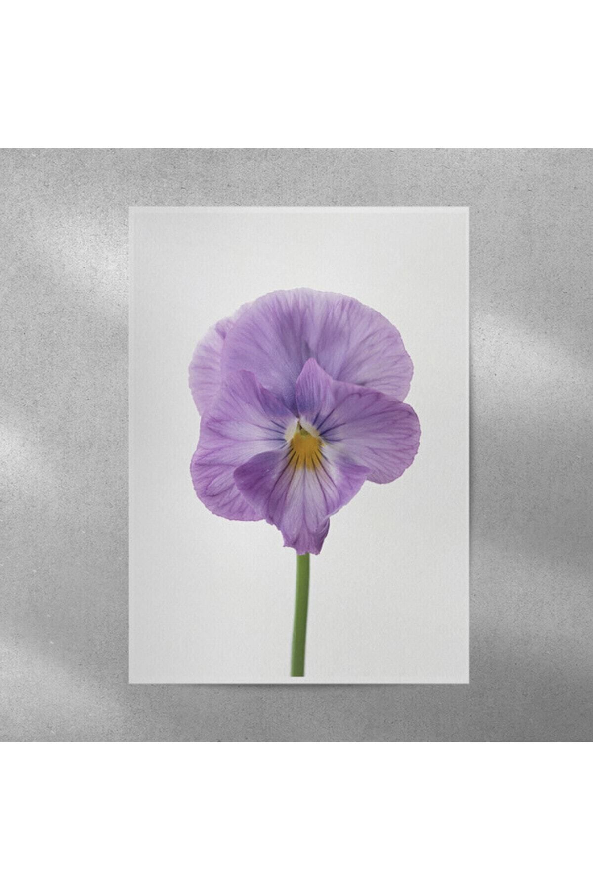 Elioure Menekşe Çerçeveli Duvar Posteri 35x50 cm, Şık ve Canlı Dekorasyon Hediye