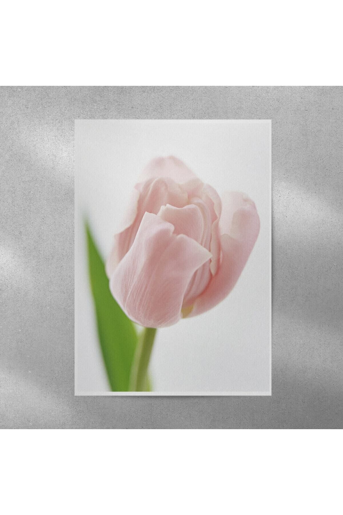 Elioure 35x50 cm Lale Çiçekli Duvar Posteri, Şık ve Renkli Dekorasyon Parçası