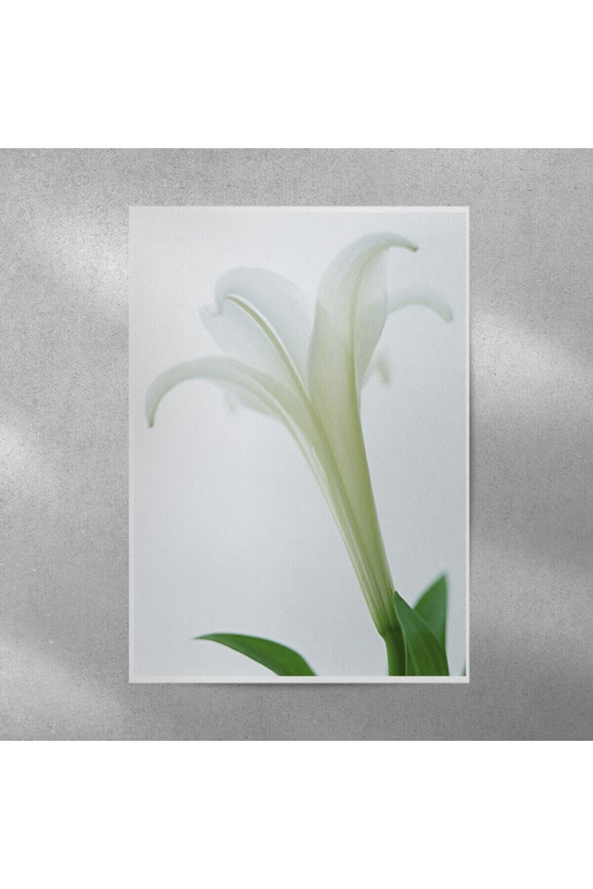 Elioure Zambak Temalı Çerçeveli Poster 35x50 cm, Şık ve Havalı Dekorasyon Parçası