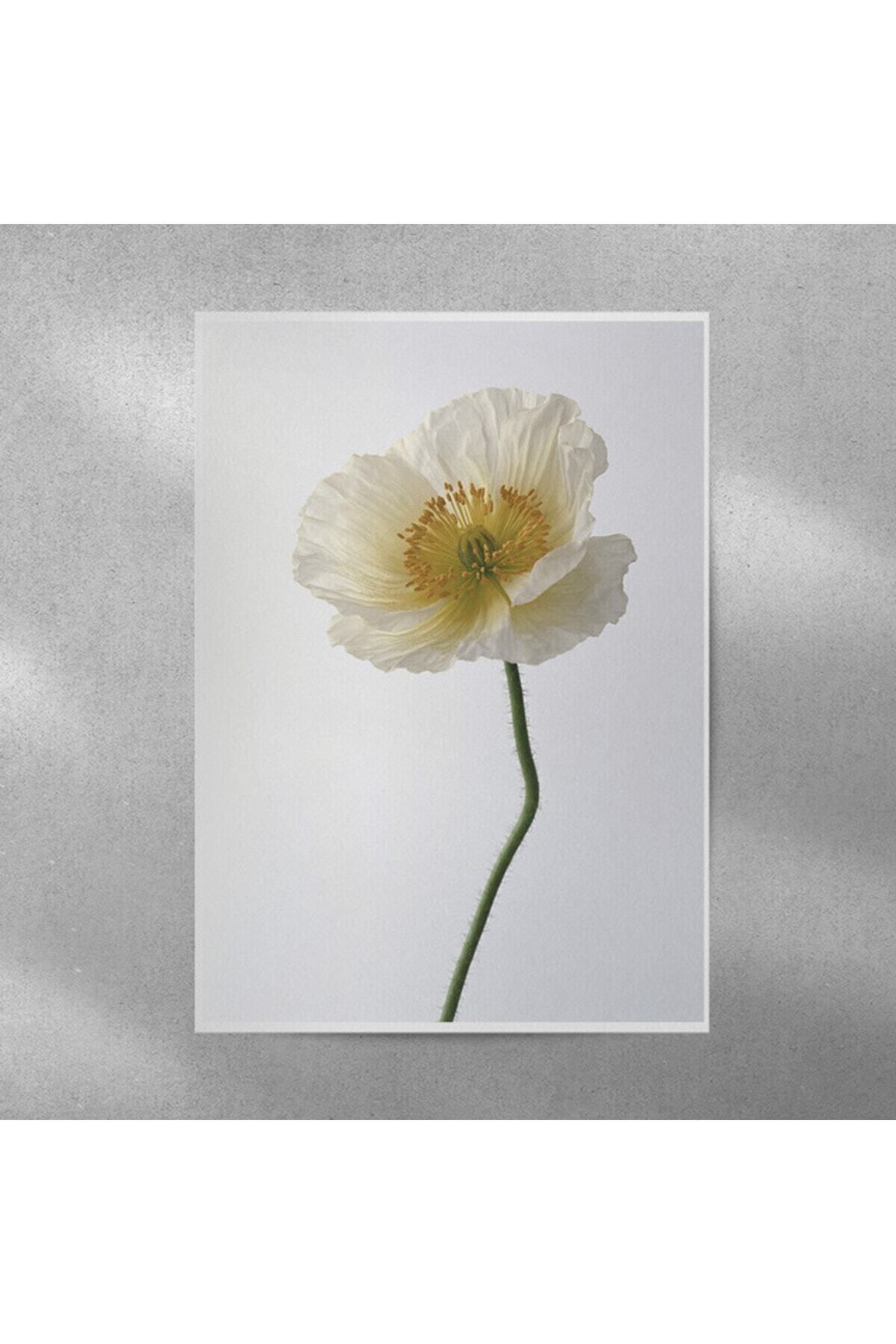Elioure Beyaz Gelincik Çerçeveli Poster 35x50 cm, Evinize Şıklık Katacak Dekorasyon Parçası