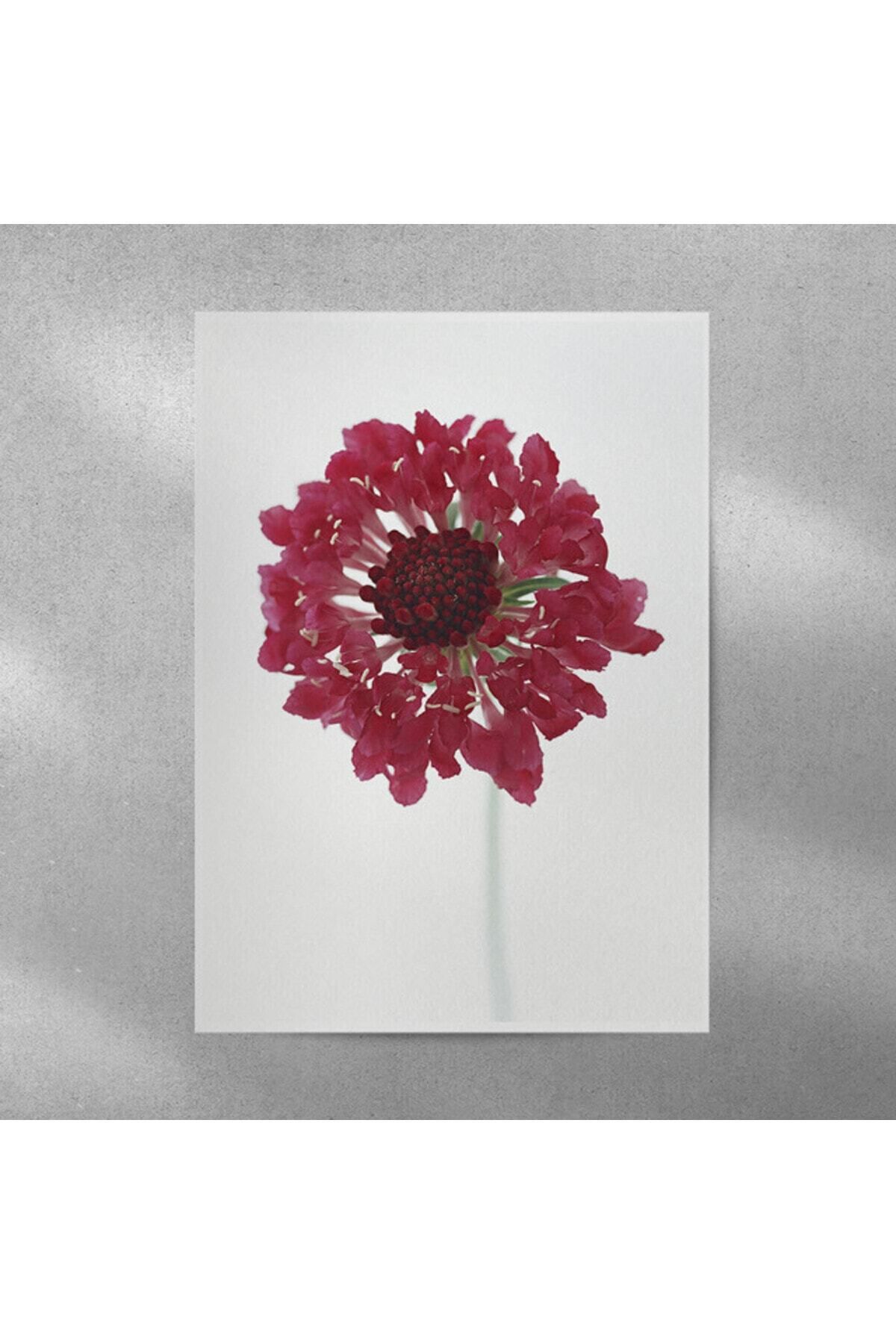 Elioure Çiçekli Otu Posteri 35x50 cm, doğal ve şık dekorasyon için ideal seçim