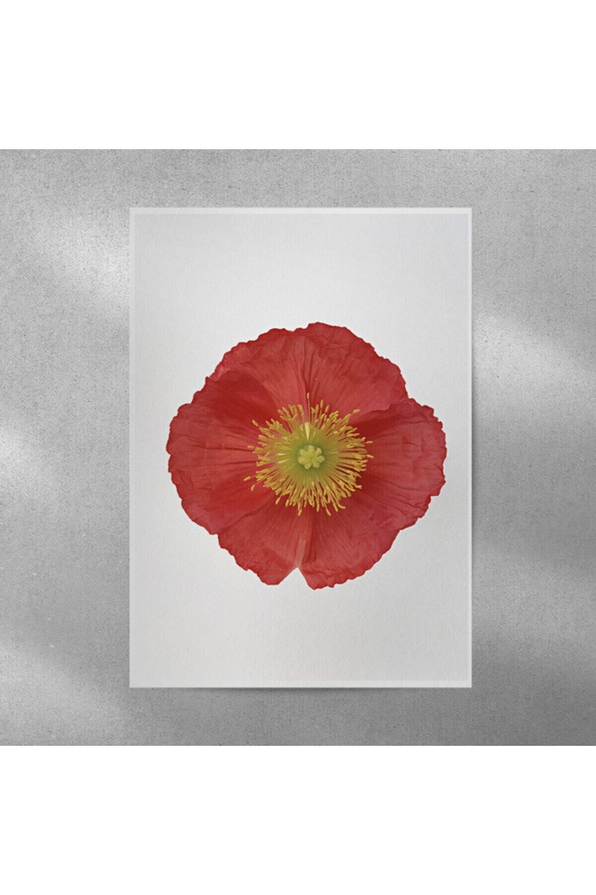 Elioure Canlı Gelincik Çerçeveli Poster 35x50 cm, Dekoratif Sanat Eseri