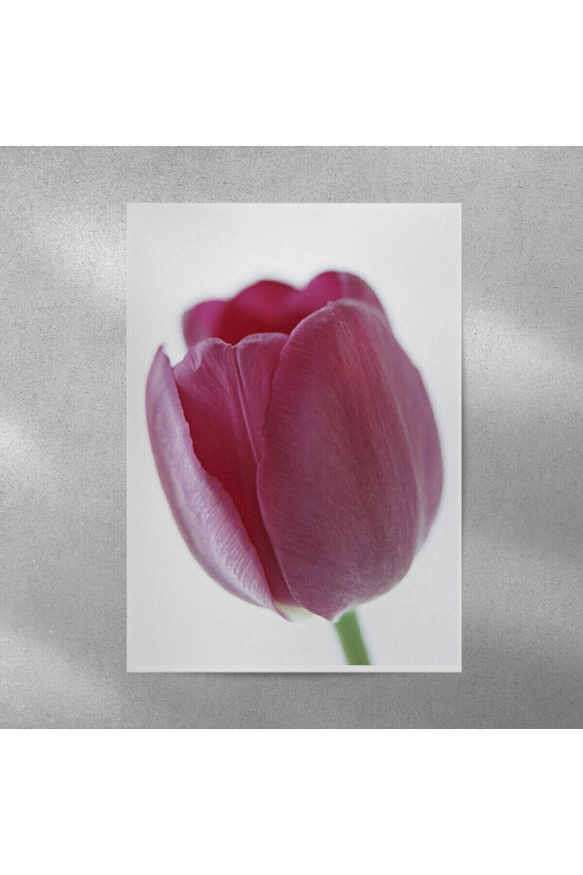 Elioure Mor Lale Sanatı Poster 35x50 cm, şık ve renkli dekoratif duvar süsü