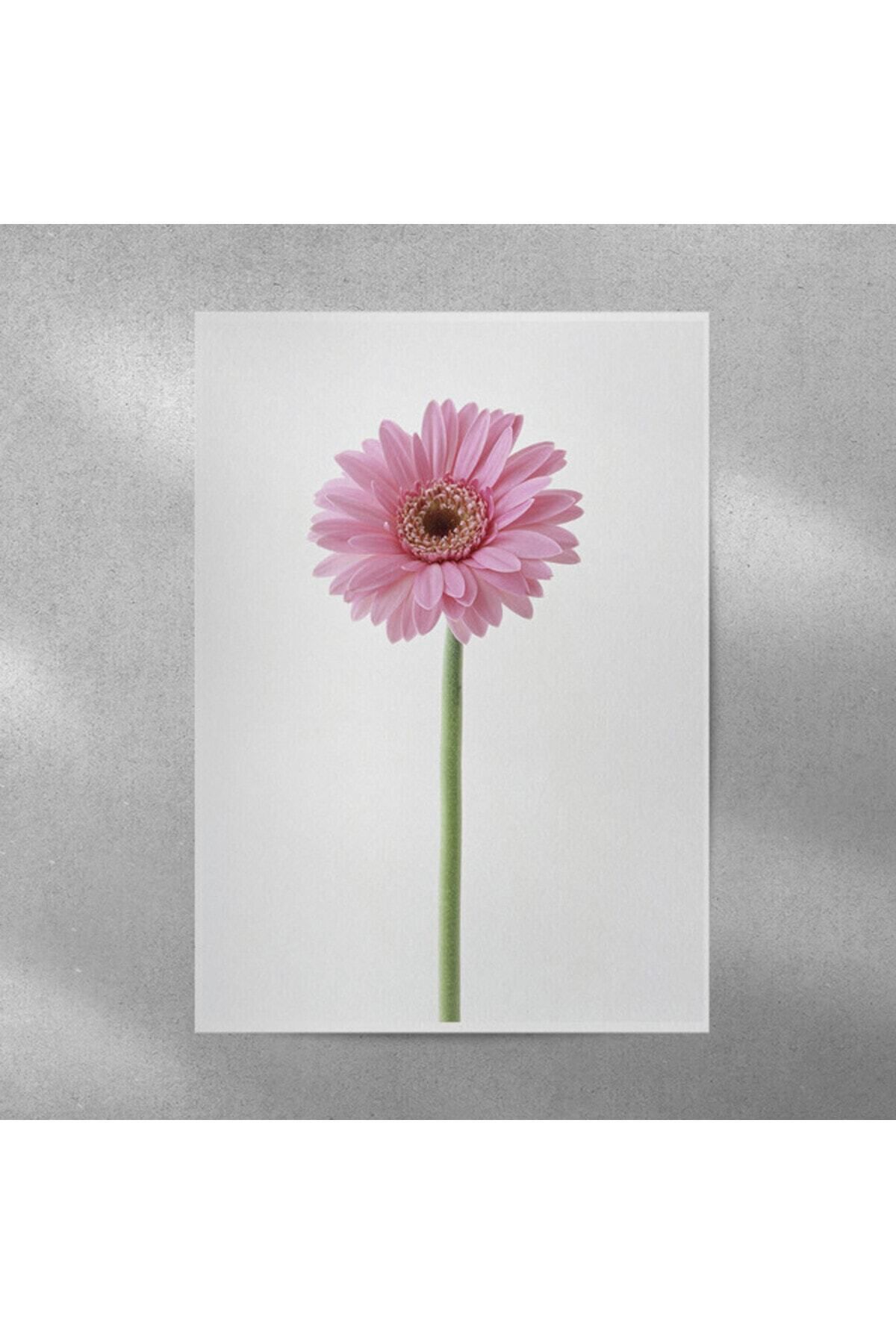 Elioure Pembe Alman Papatyası Posteri 35x50 cm, Şık ve Zarif Dekoratif Duvar Süsü