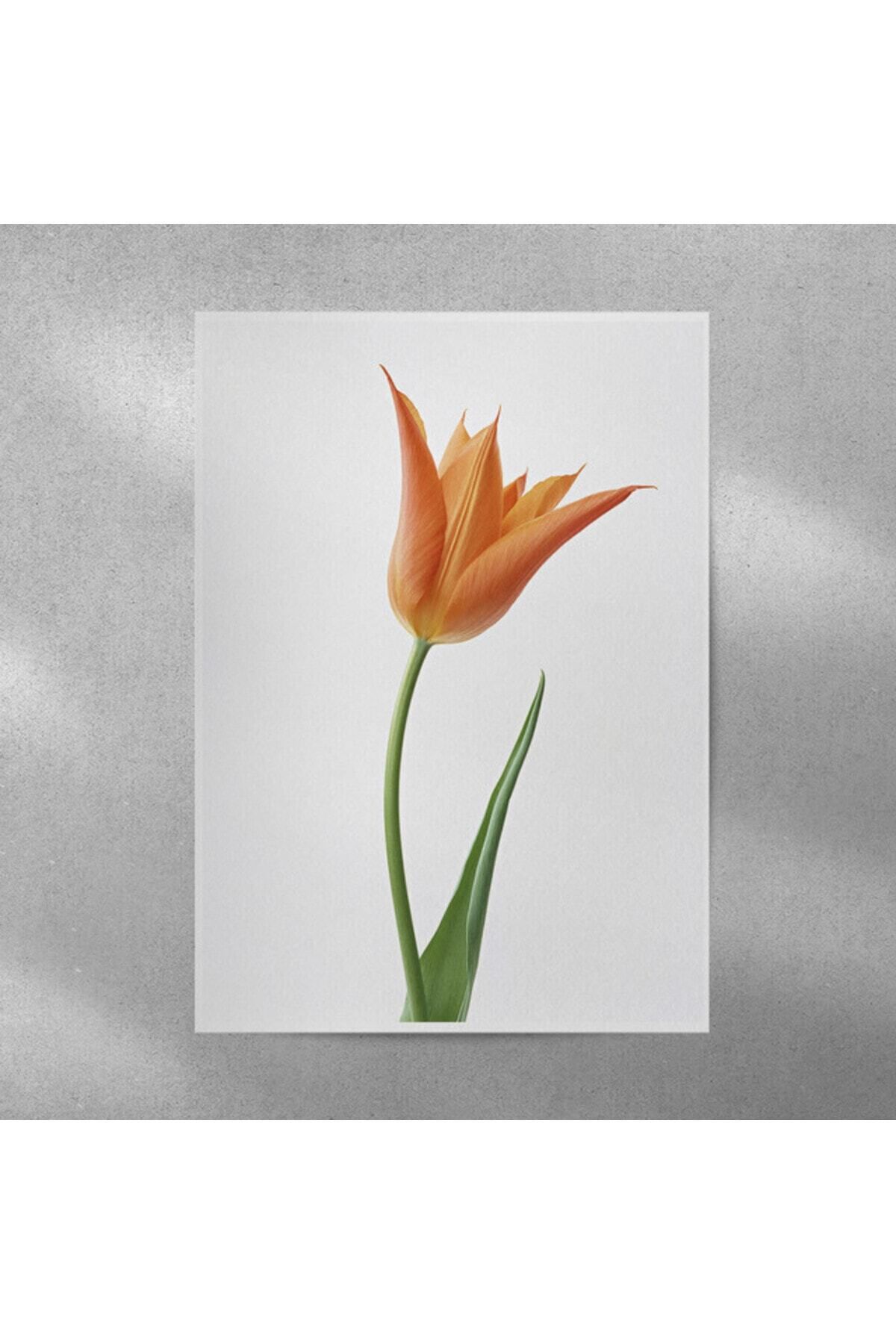 Elioure Şık Lale Posteri 35x50 cm, dekoratif ve estetik ev aksesuarı