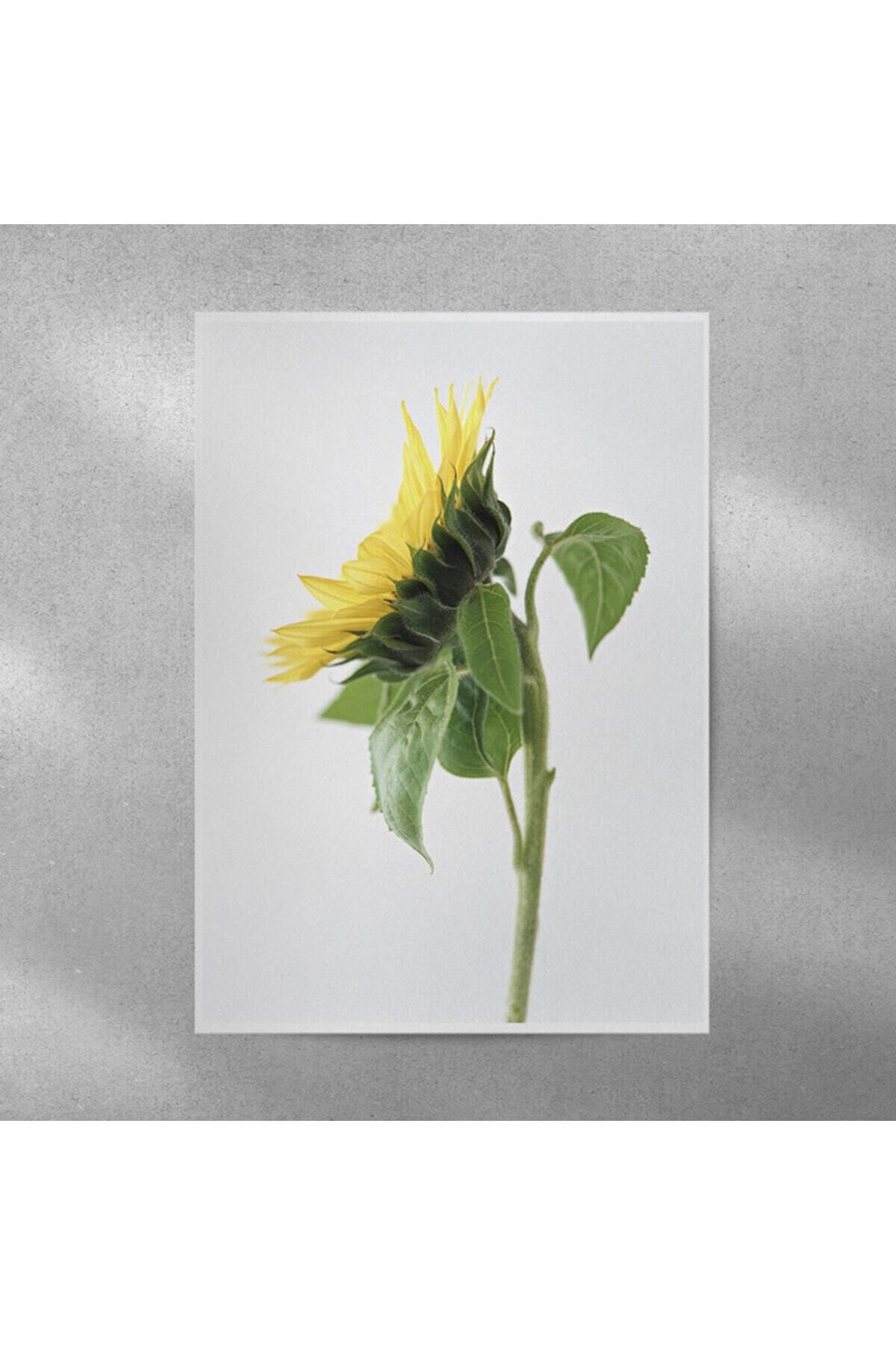 Elioure Ay Çiçeği Temalı Duvar Posteri 35x50 cm, şık ve doğal dekorasyon için ideal seçenek