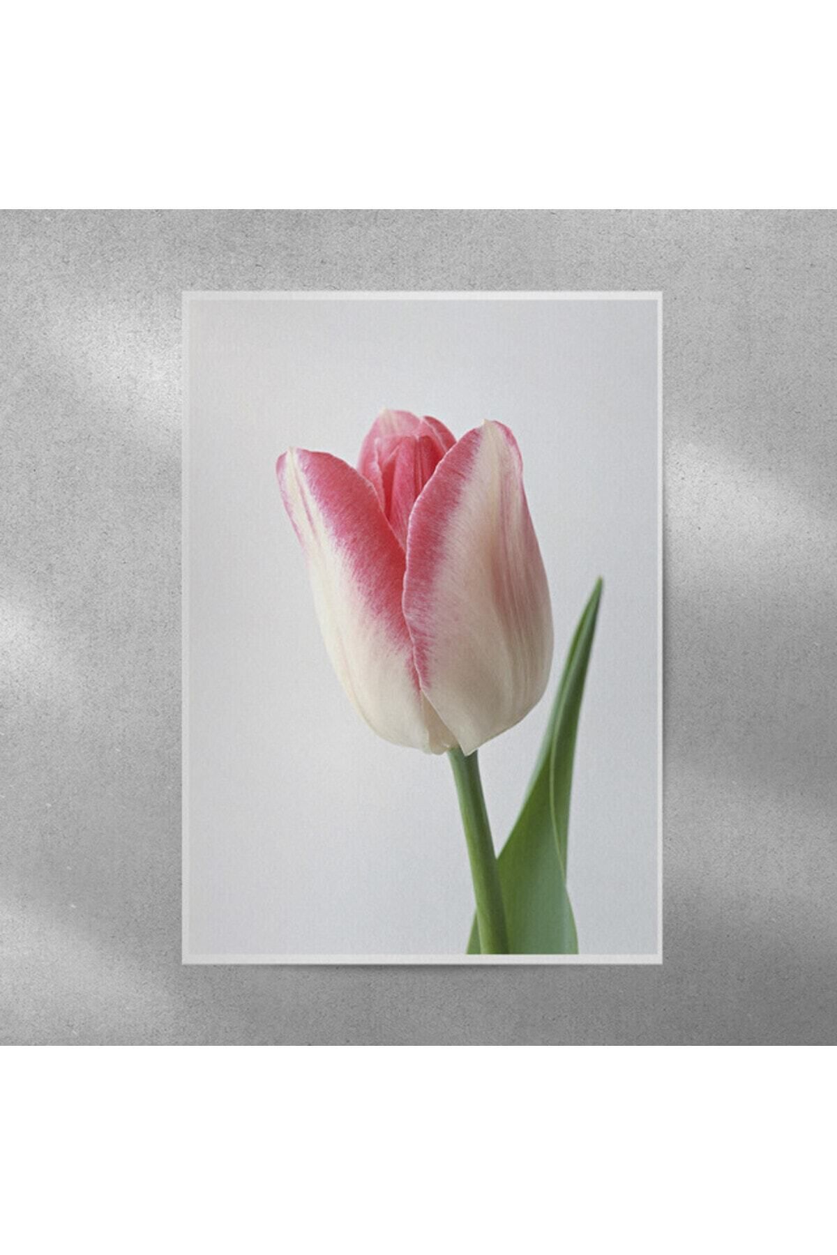 Elioure Pembe Lale Duvar Posteri 35x50 cm, şık ve dekoratif ev aksesuarı