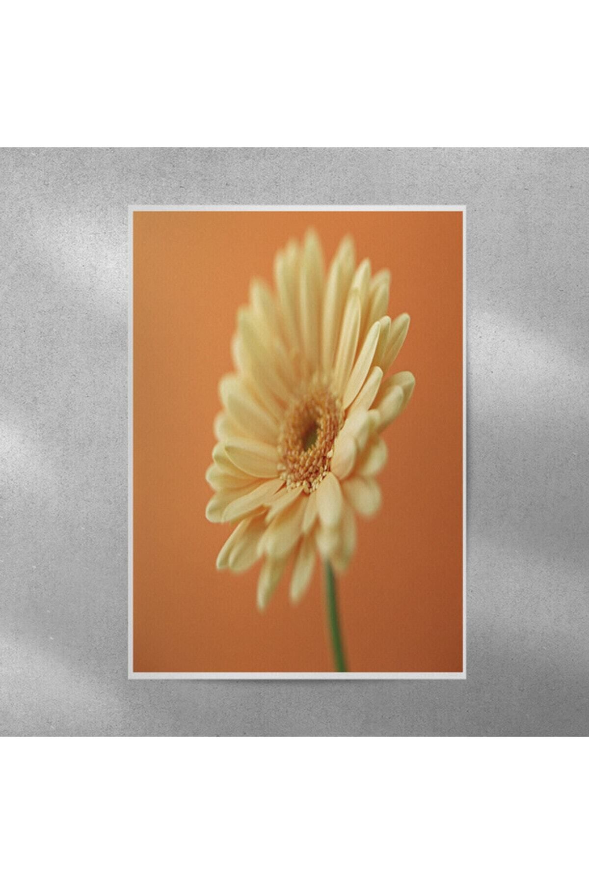 Elioure Sarı Alman Papatyası Posteri 35x50 cm, doğal ve şık dekoratif duvar sanatı