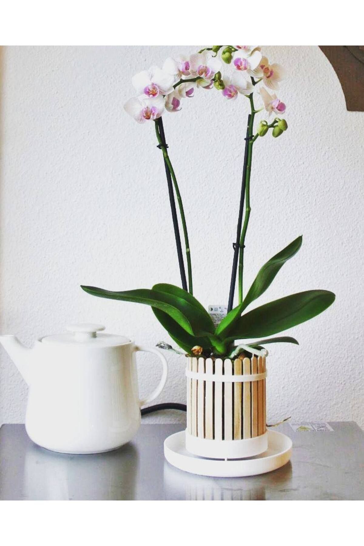 Vision Craft Popsicle Pot (Orkide Ekici)