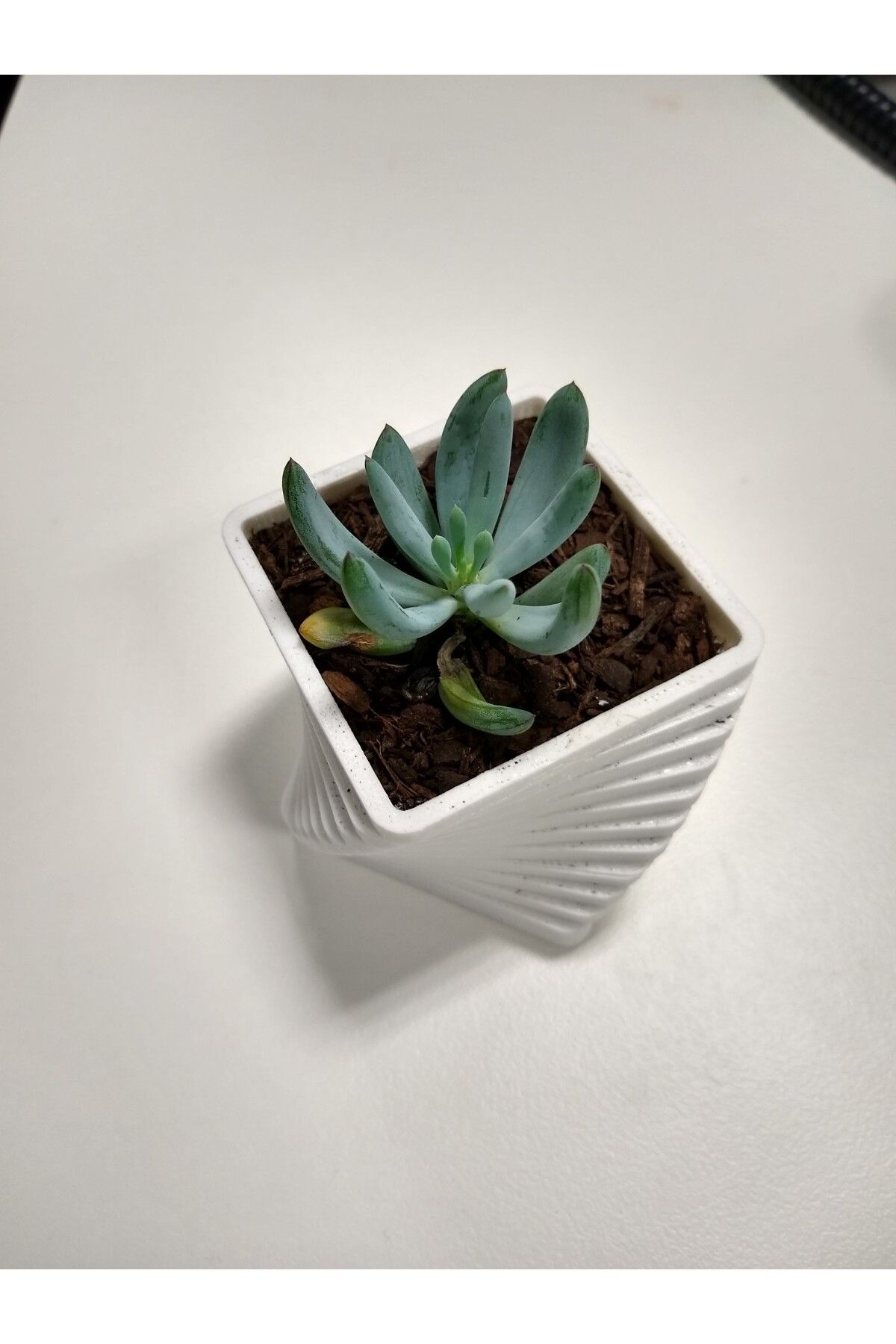 Vision Craft Etli Pot - Adımlar