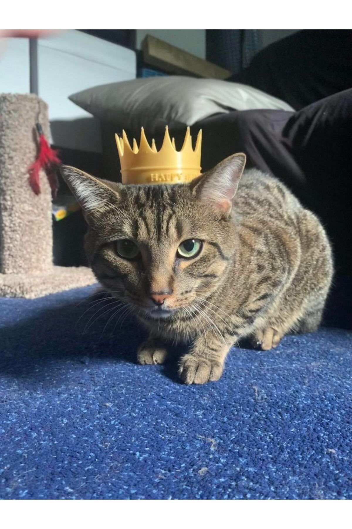 Lucest Kedi Tacı (Plastik Aparattır!!!)