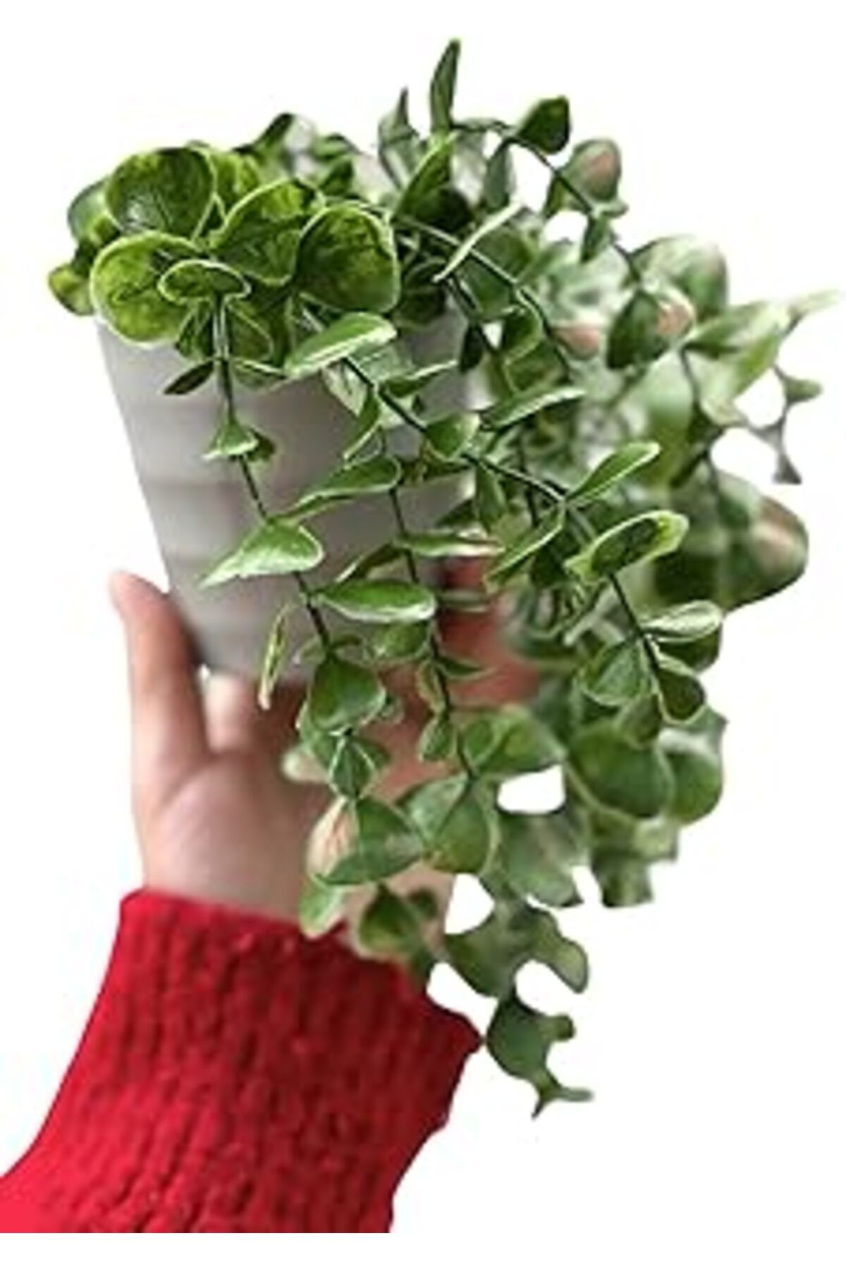 ASİTAN Vizon Plastik Saksıda Yapay Çiçek Yeşil Okaliptus Sarkıtı Dere Taşı Detaylı