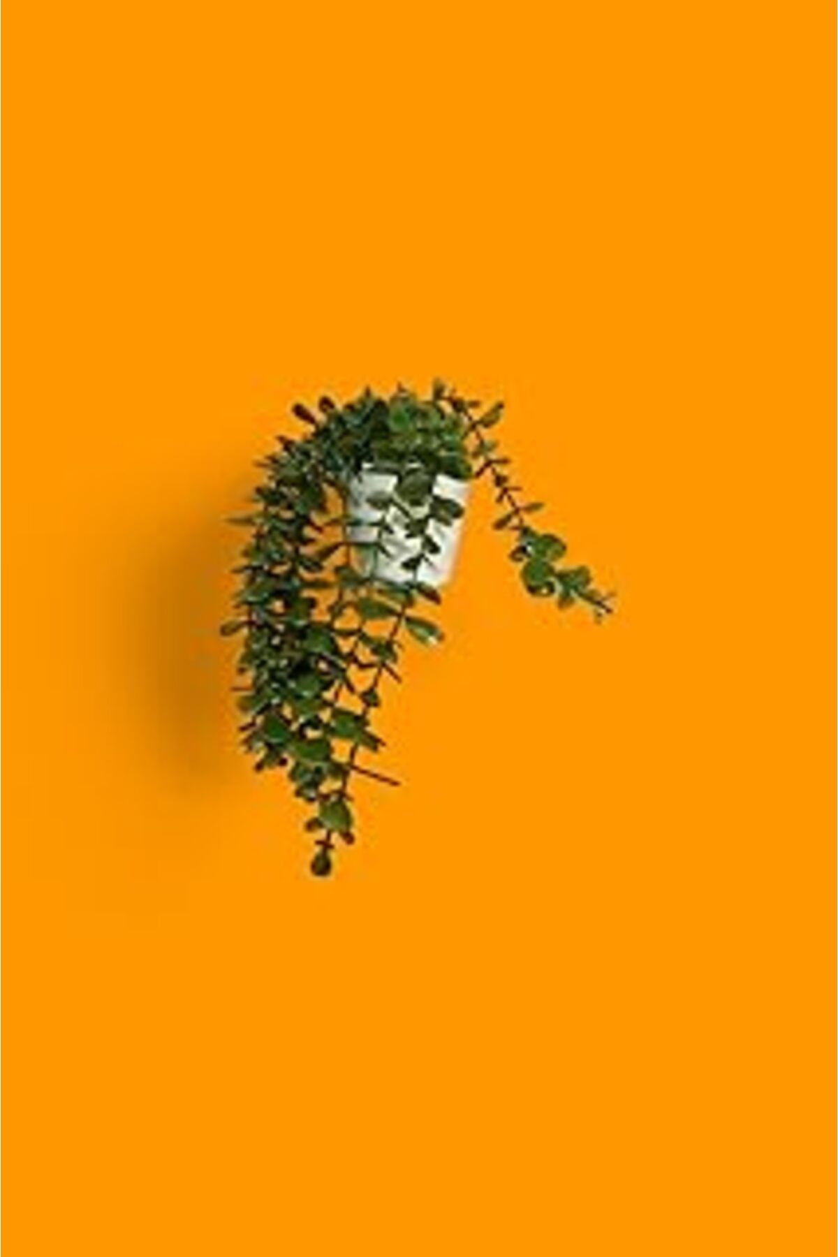 ASİTAN Dekoratif Beyaz Plastik Saksıda Yapay Okaliptus Bitkisi, Yeşil Yapraklı Sarkıt