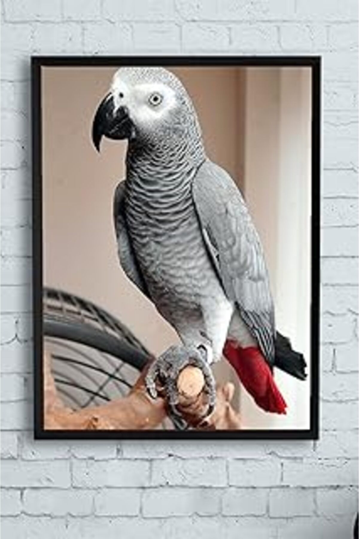 Mu Art Ahşap Postermanya (Pster12933) Papağan Hayvan Çerçeveli Tablo 2 (40X50Cm)