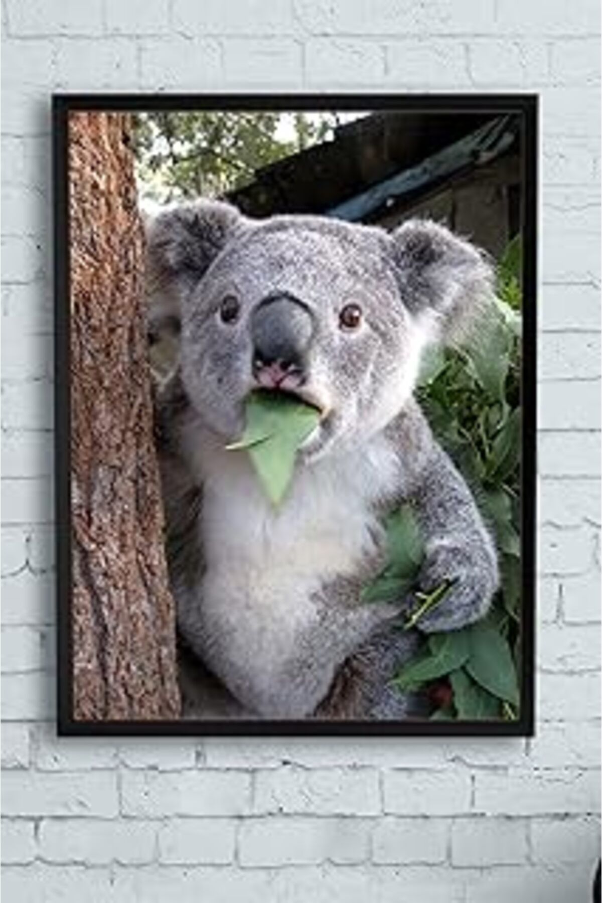 NETWORK ART Postermanya (Pster11749) Koala Hayvan Çerçeveli Tablo (21X30Cm)