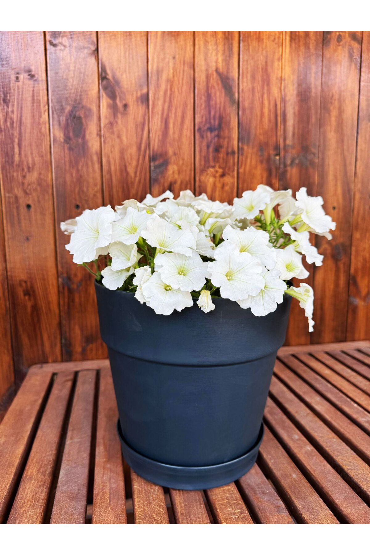 SİHİRLİ AYAKLAR Dekoratif Büyük Boy Renkli Çiçek Saksısı Tabaklı Saksı 6LT (240x225mm)