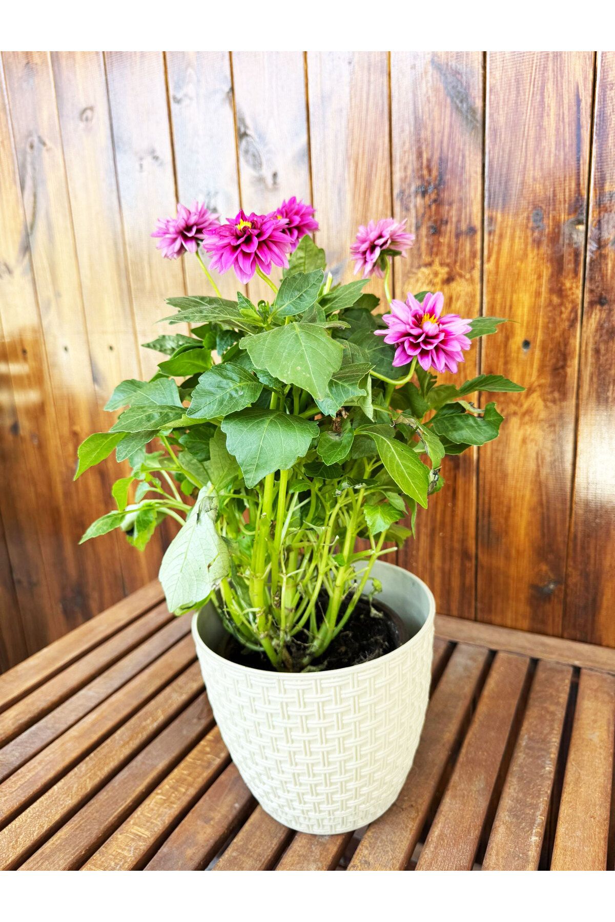 SİHİRLİ AYAKLAR Dekoratif Rattan Orta Boy Renkli Çiçek Saksısı Tabaklı Saksı 3LT (182x16mm)