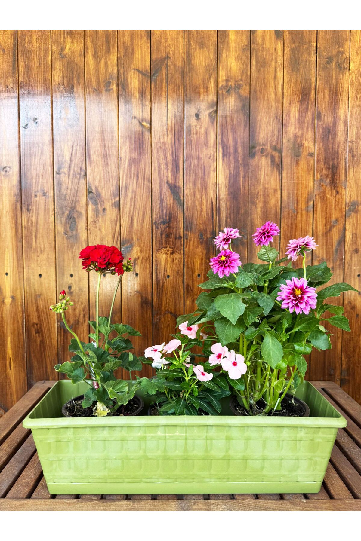 SİHİRLİ AYAKLAR Çoklu Daisy Dekoratif Yeşil Renkli Balkon Saksısı 11 LT (50cm)
