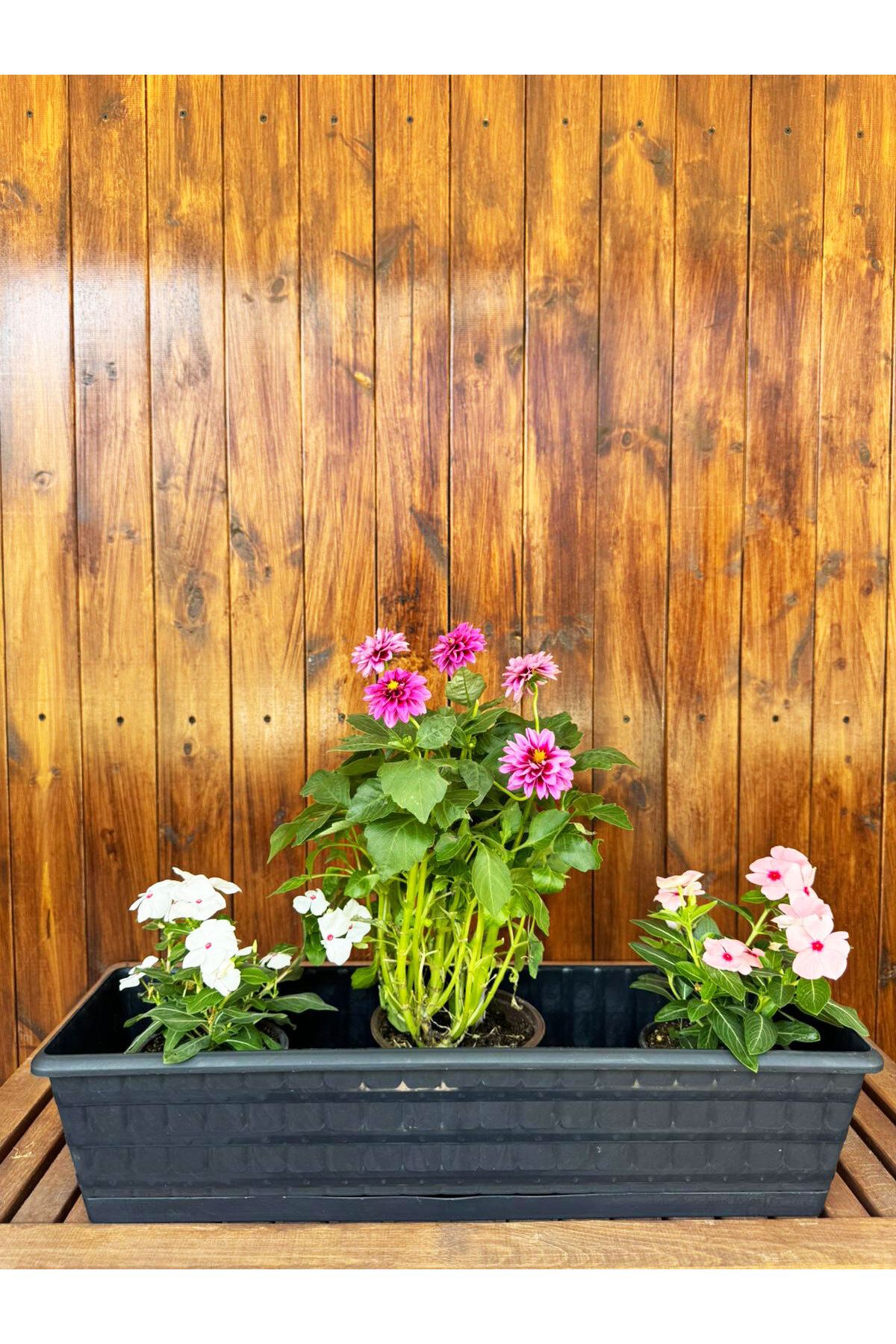 SİHİRLİ AYAKLAR Çoklu Daisy Dekoratif Gri Renkli Balkon Saksısı 14 LT (60cm)
