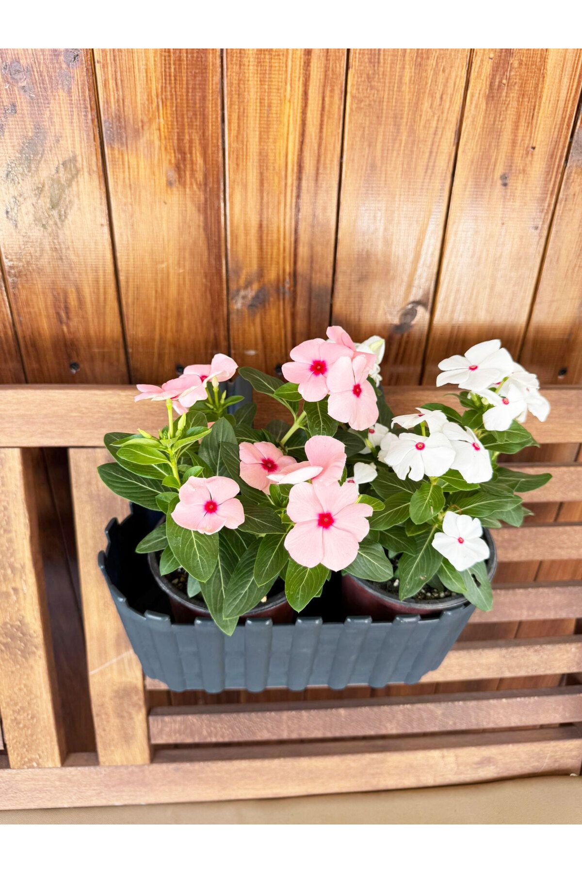 SİHİRLİ AYAKLAR İkili Dekoratif Askılı Truva Renkli Çiçek Saksısı 3LT (290x220x185mm)