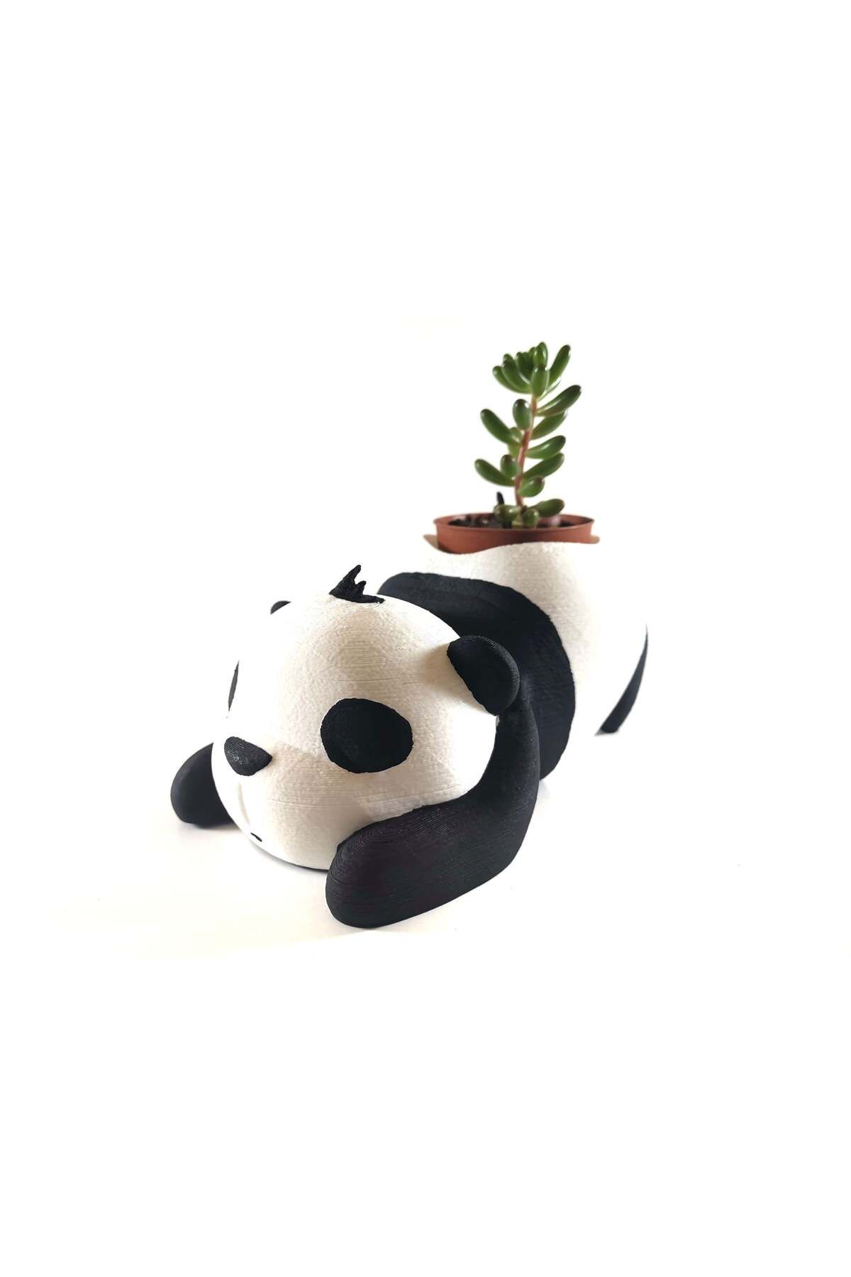 talaşoğlu Panda bitkileri