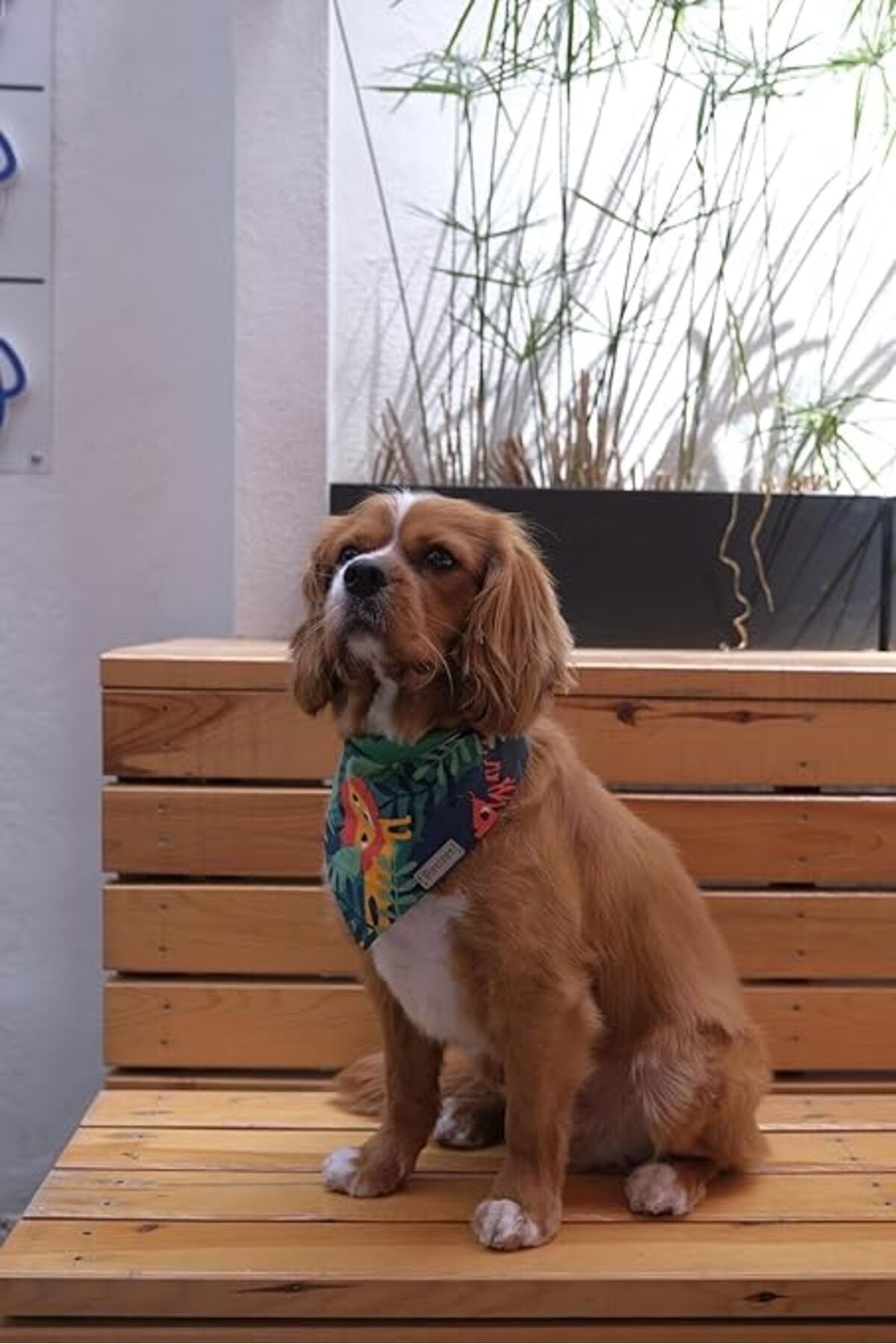ShopZum Hayvan Desenli Köpek Fuları Bandanası Köpek Kıyafeti Yeşil Xl