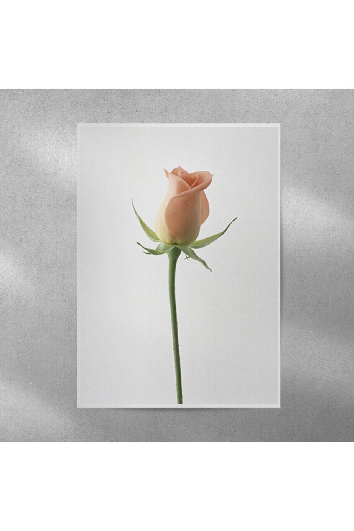 Elioure Gül Temalı Duvar Posteri 35x50 cm, Dekoratif ve Şık Tasarım