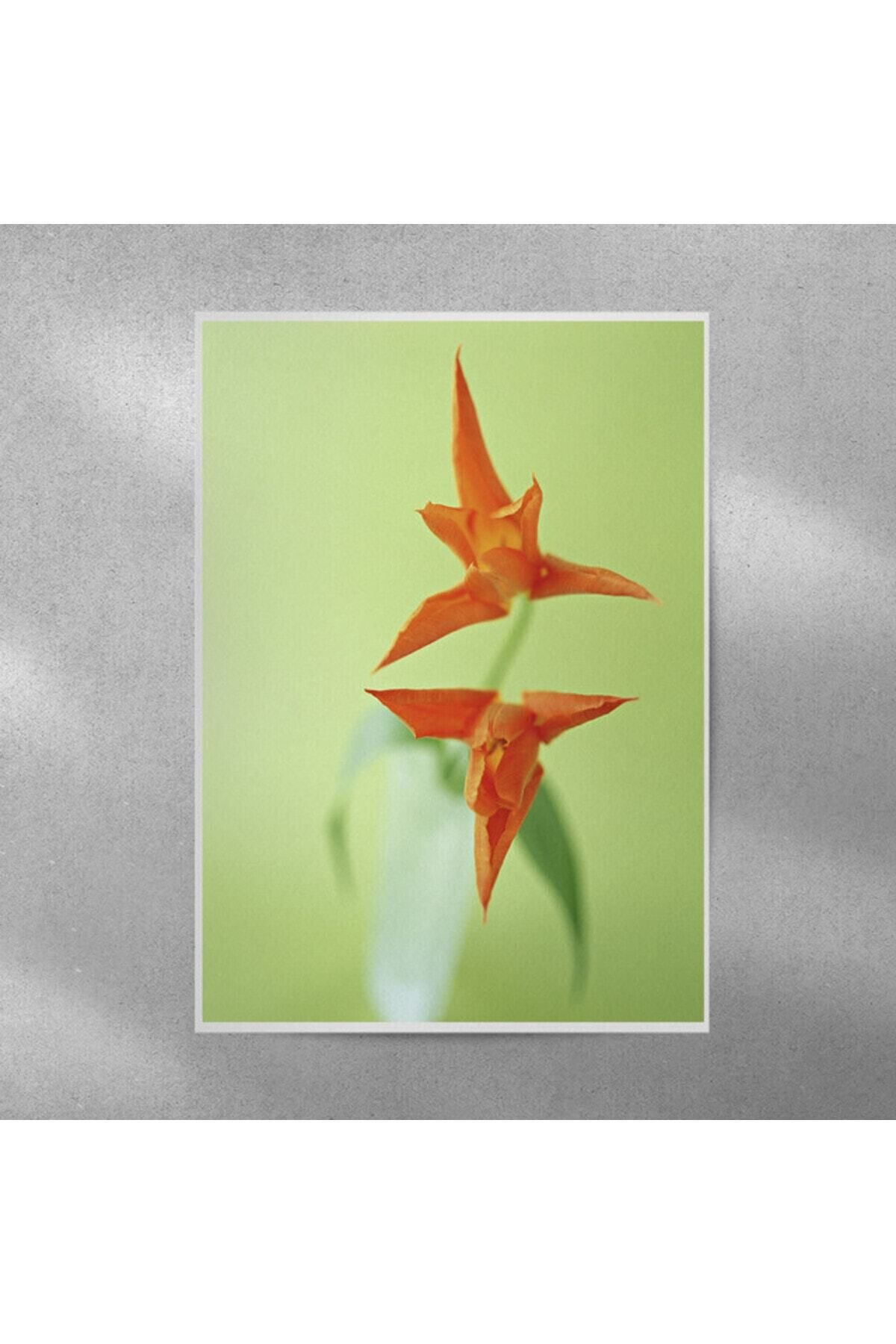 Elioure 35x50 cm Lale Çiçekli Duvar Posteri, Şık ve Renkli Dekorasyon Öğesi