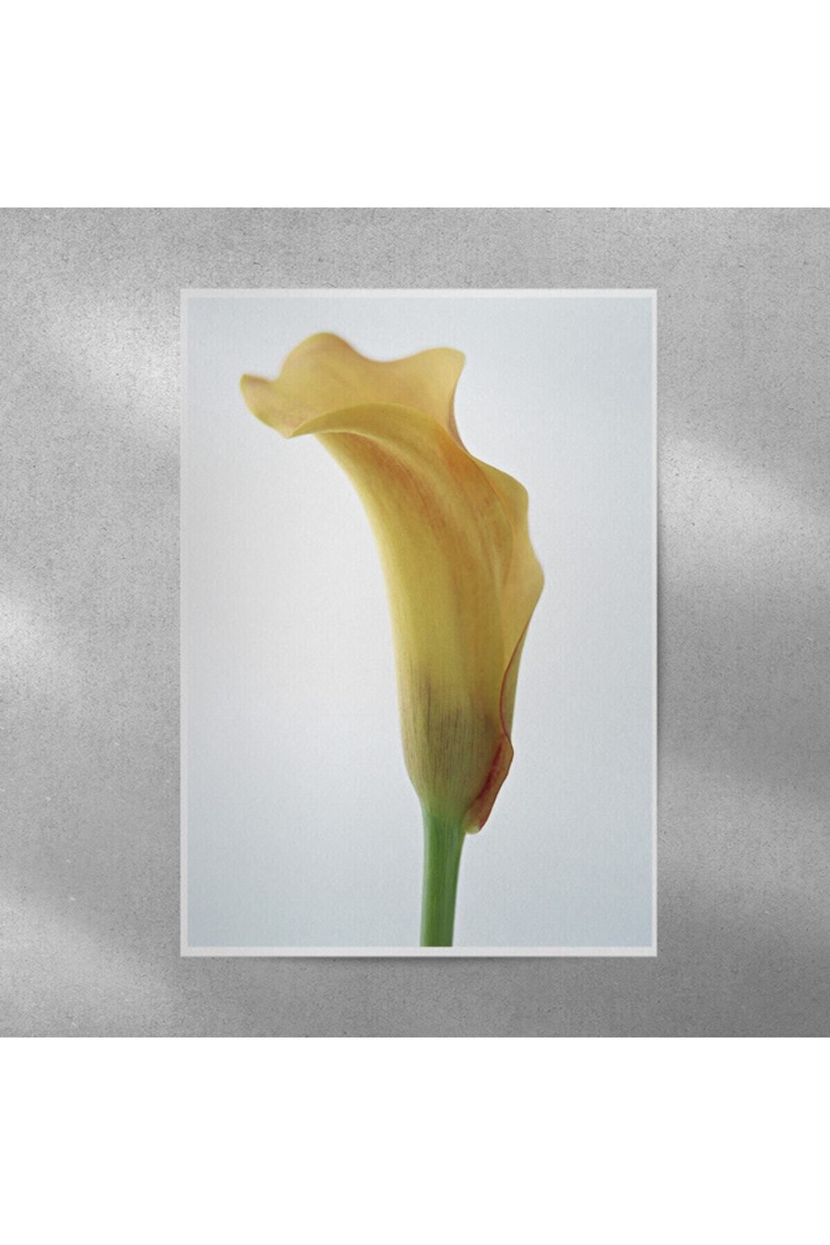 Elioure Zambak Temalı Poster 35x50 cm, Şık ve Modern Dekorasyon Parçası