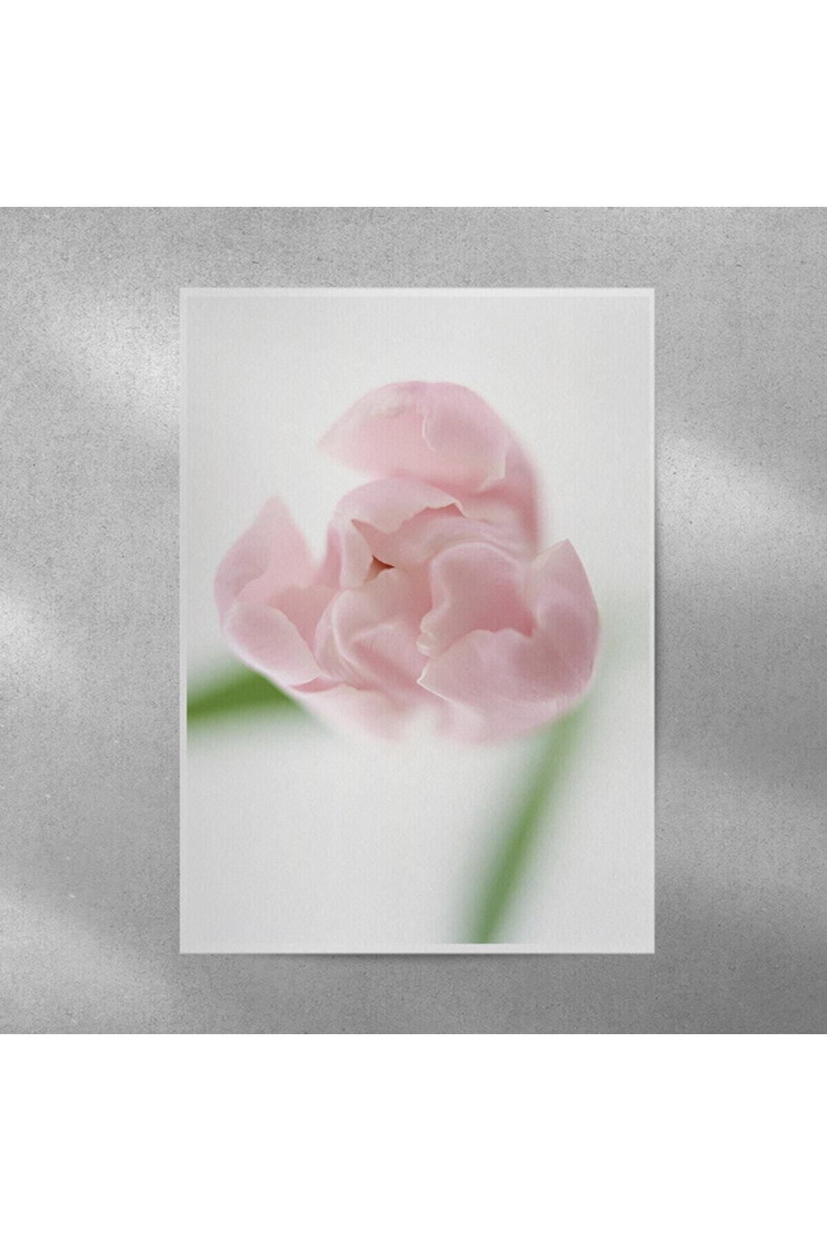 Elioure Şık Lale Temalı 35x50 cm Duvar Posteri