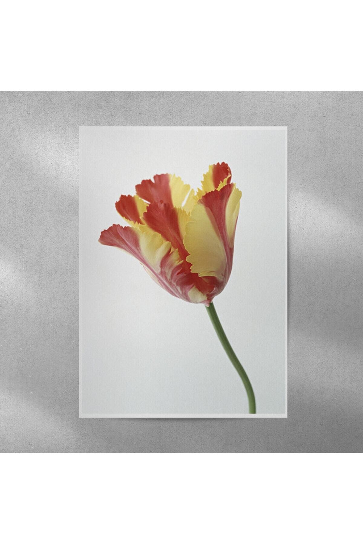 Elioure Canlı Lale Çerçeveli Posteri 35x50 cm, Dekoratif ve Şık Tasarım