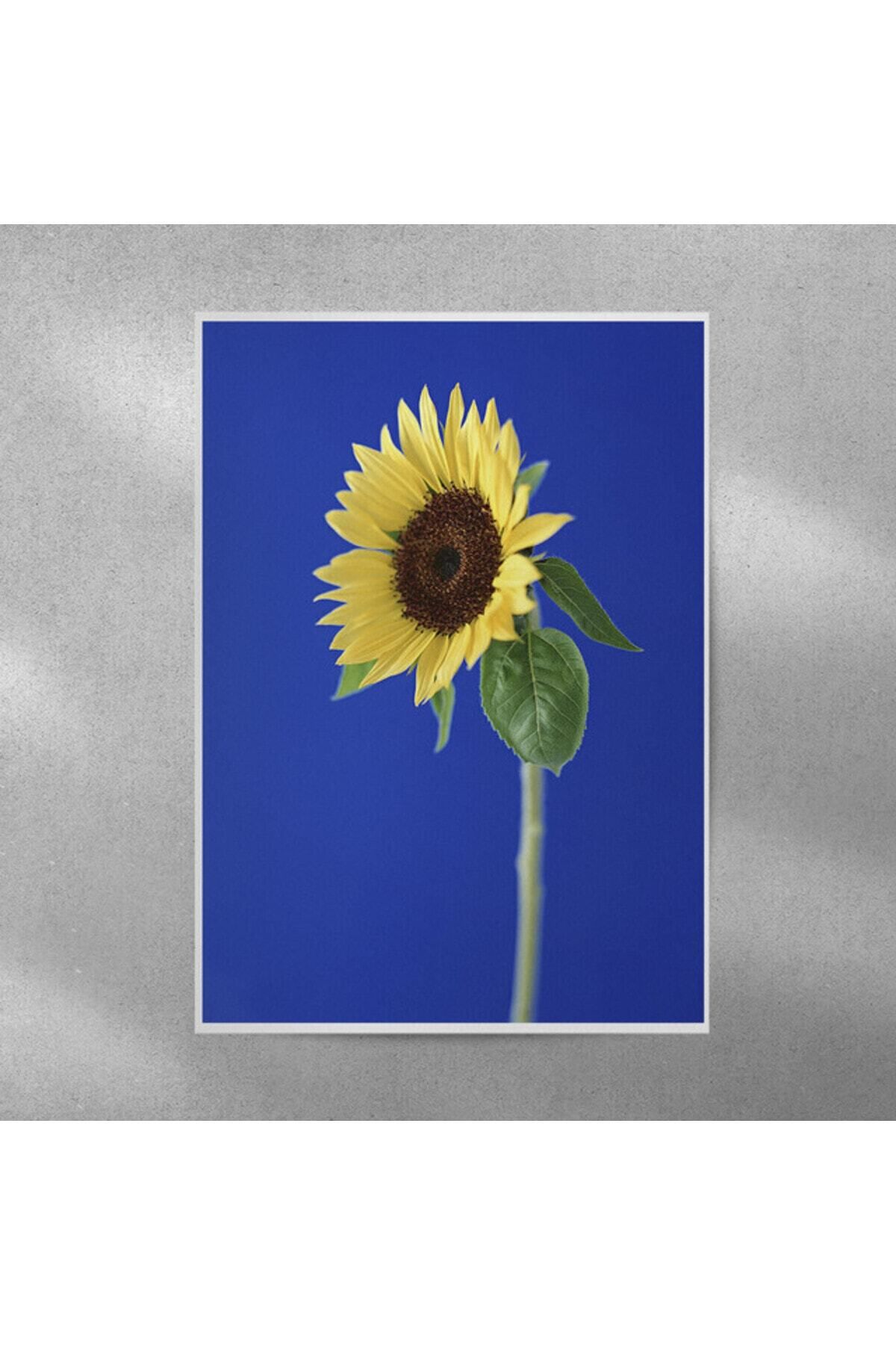 Elioure Ay Çiçeği Posteri 35x50 cm - Zarif ve şık duvar dekoru