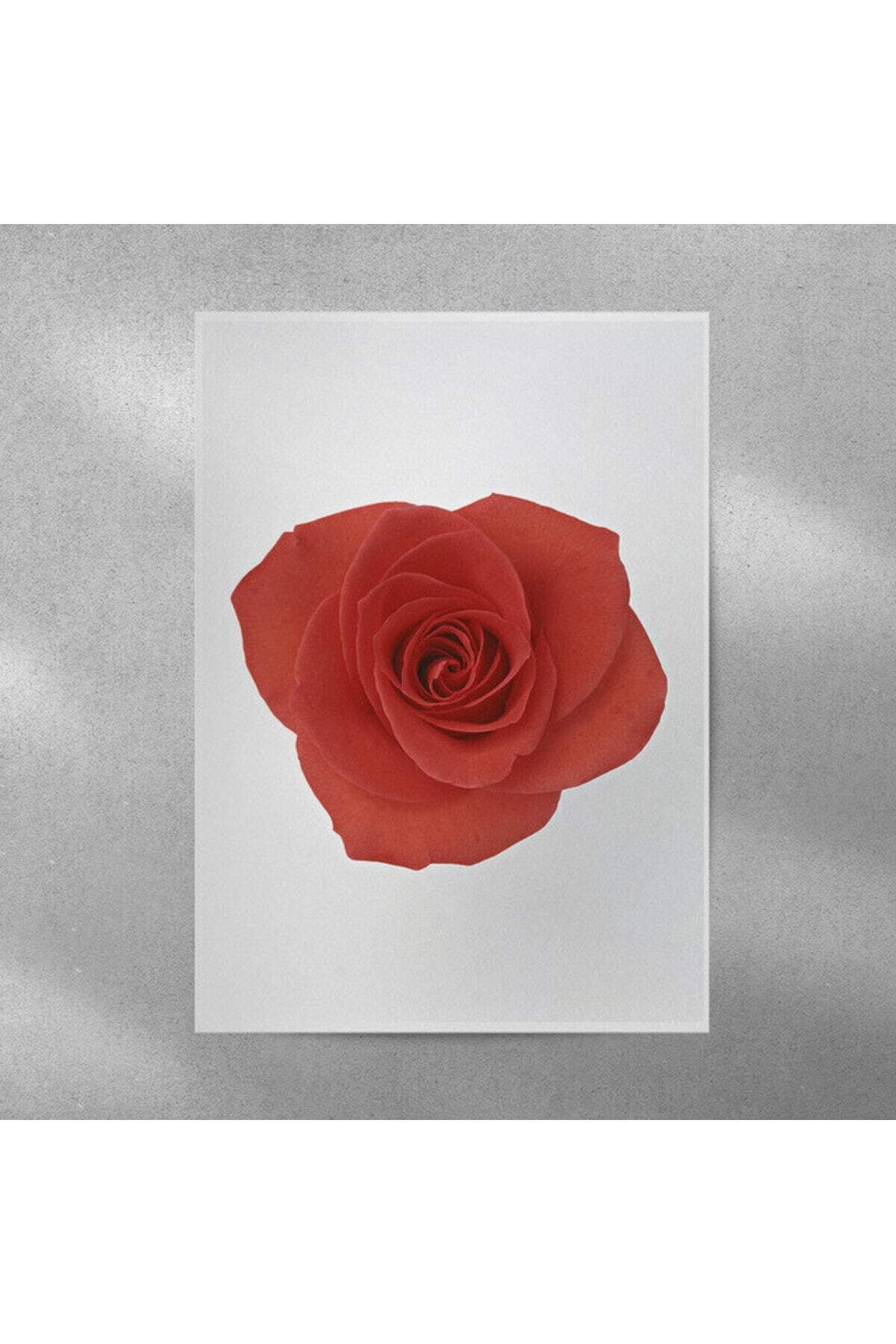Elioure Gül Temalı Duvar Posteri 35x50 cm, Şık ve Renkli Dekorasyon Aksesuarı